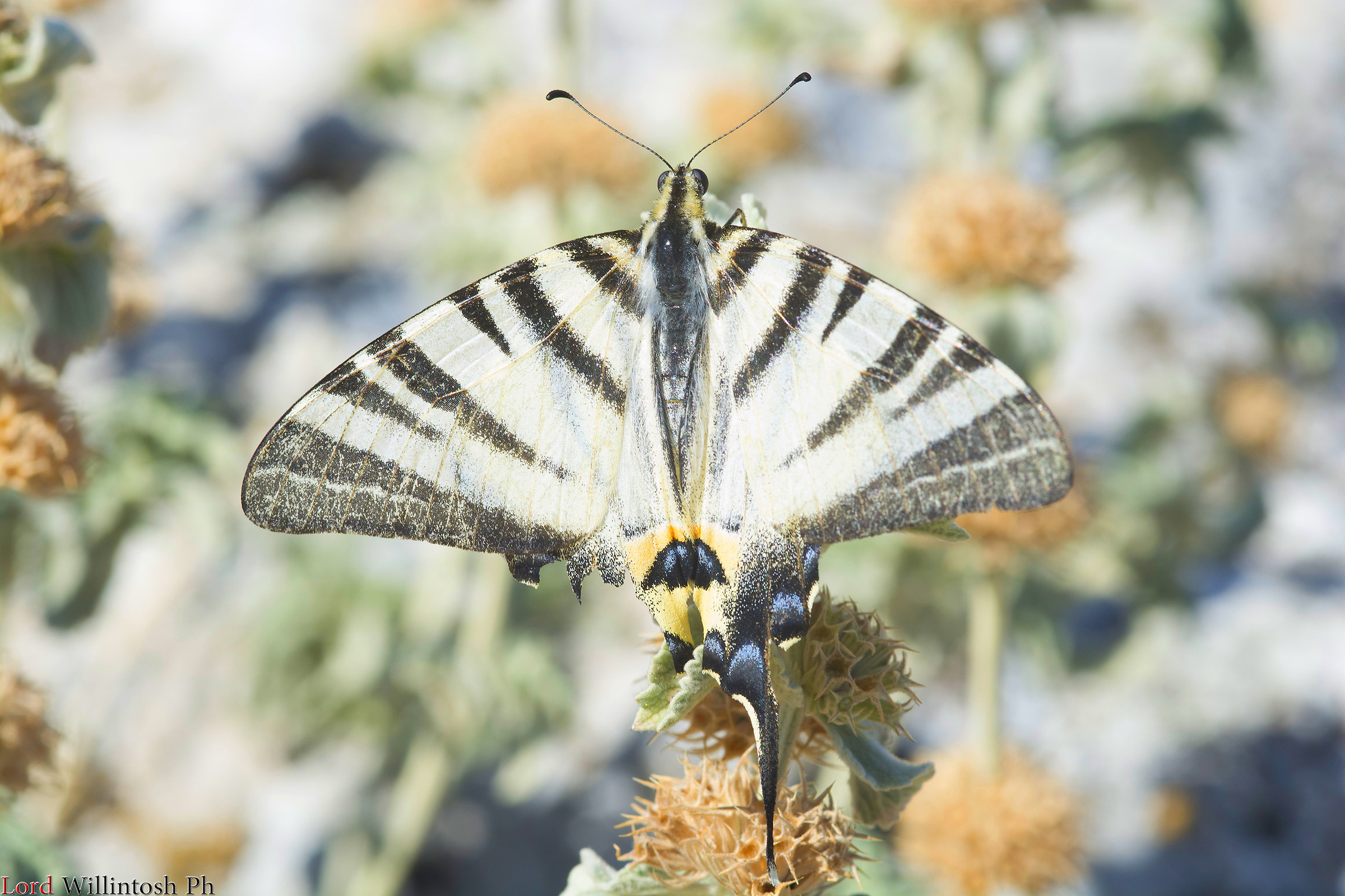 Iphiclides podalirius