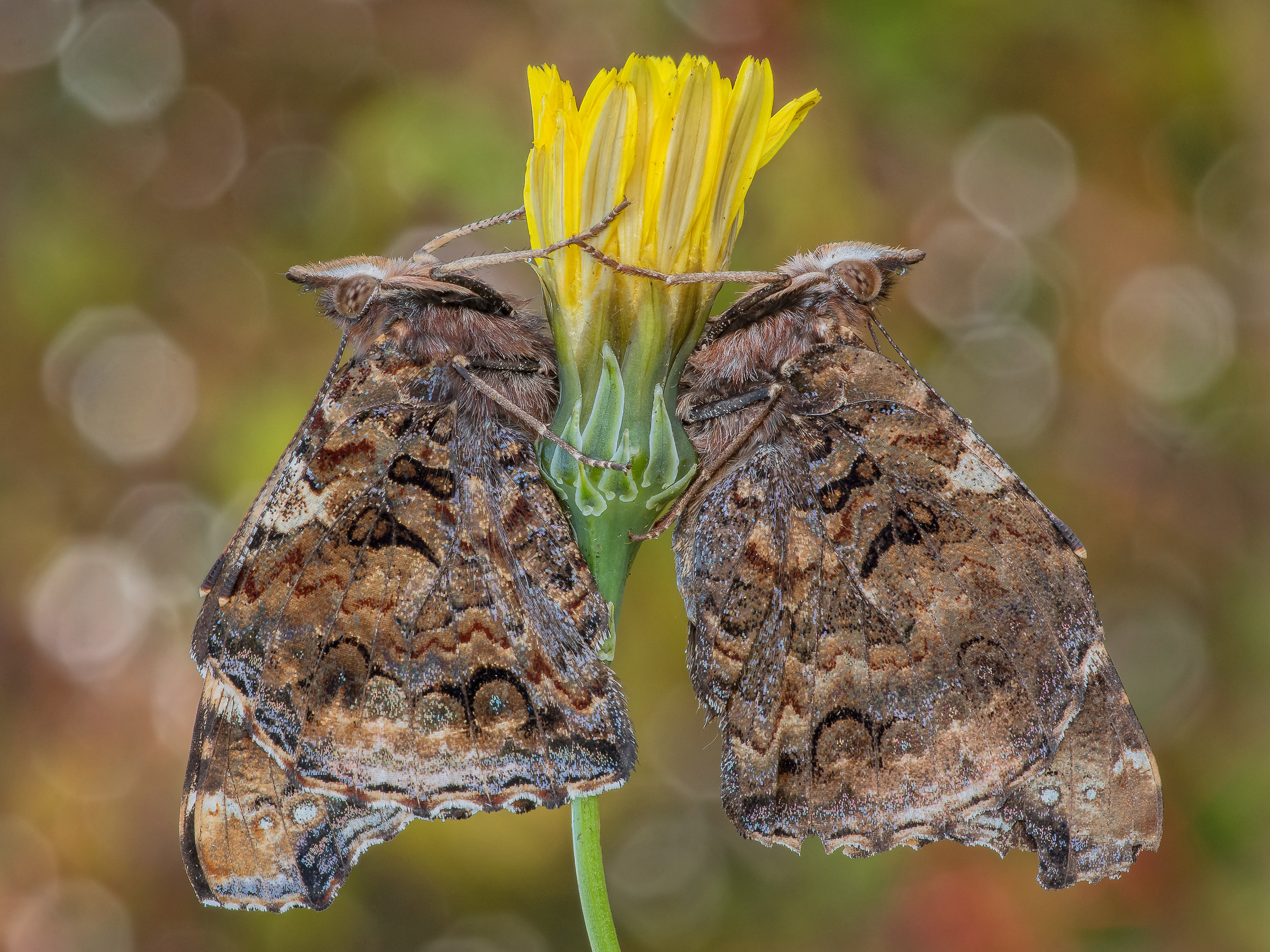 Couple of Vanessa atalanta