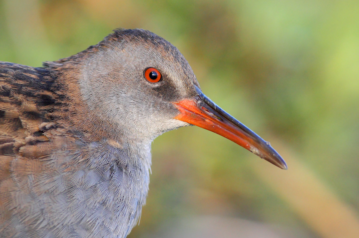 Water Rail