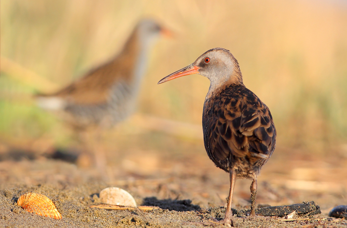 water rail