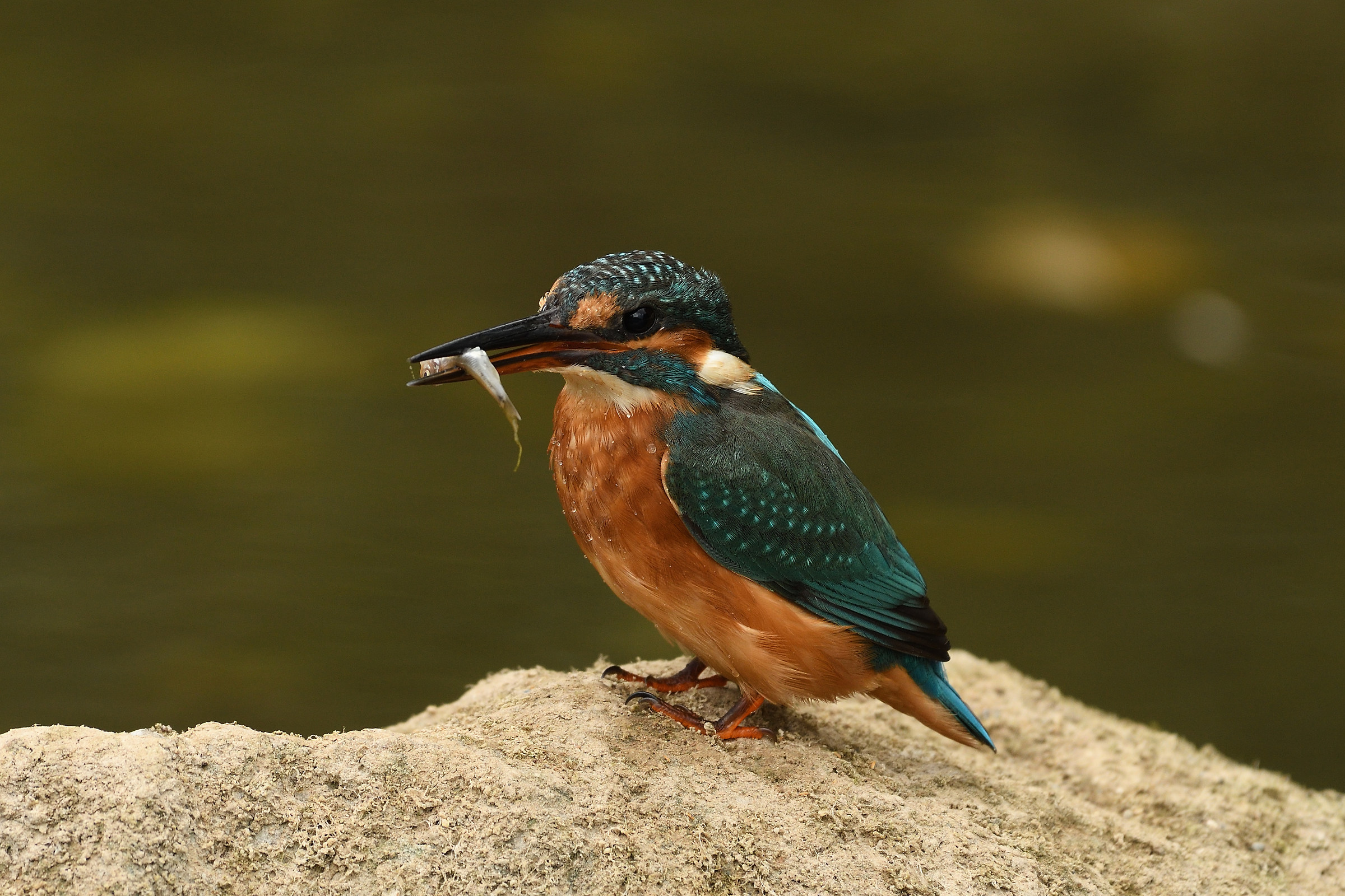 Kingfisher