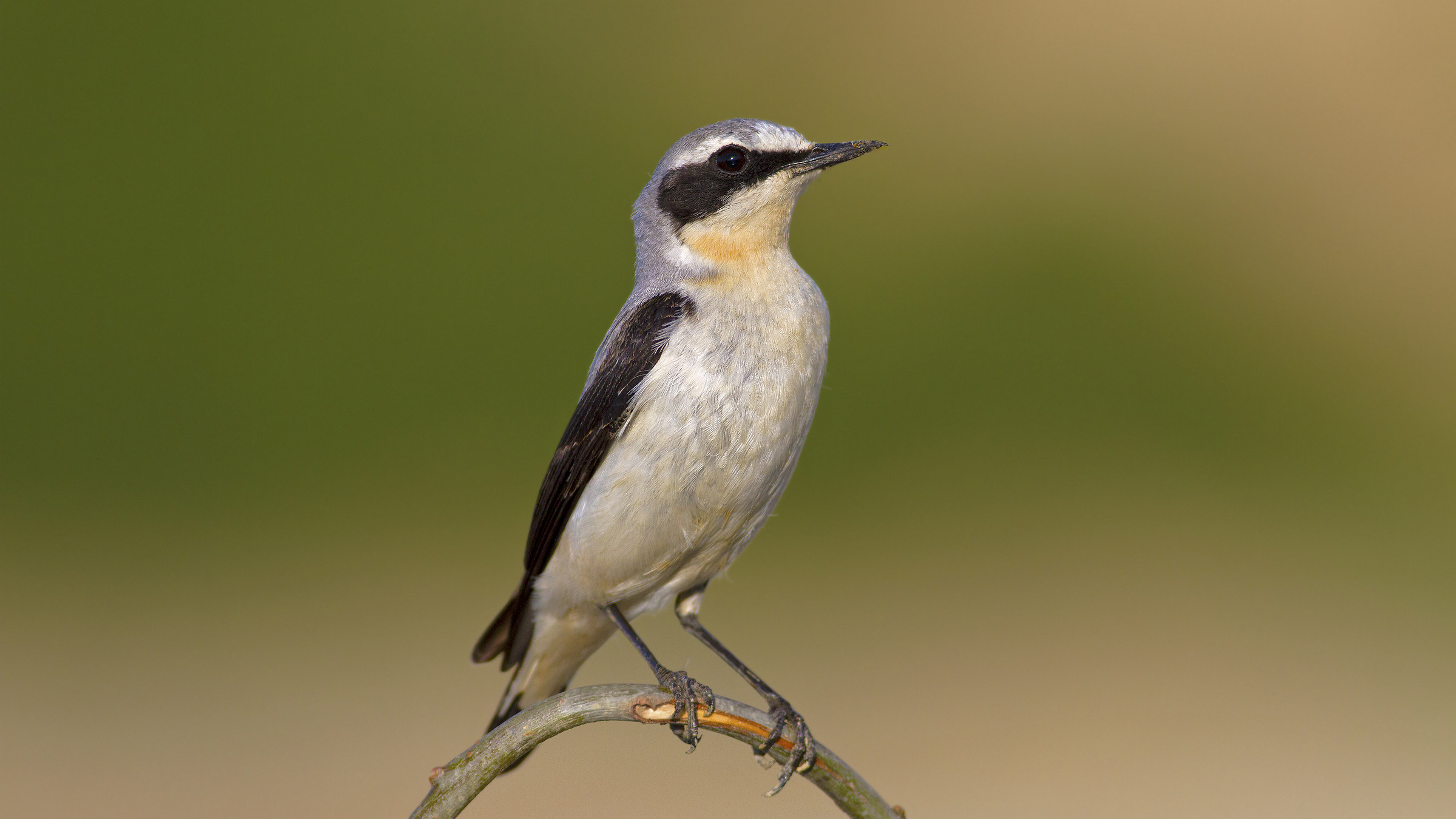 Qenanthe qenanthe (maschio)