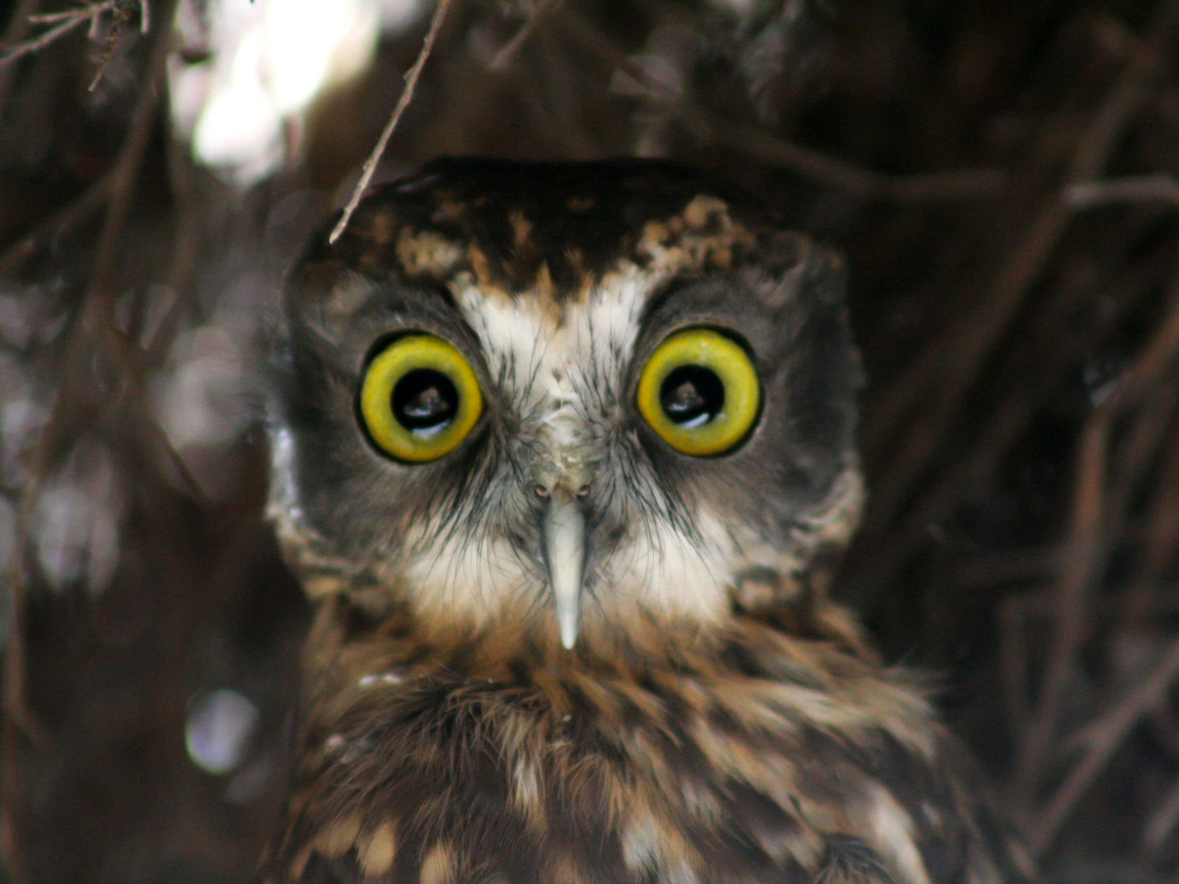 Morepork