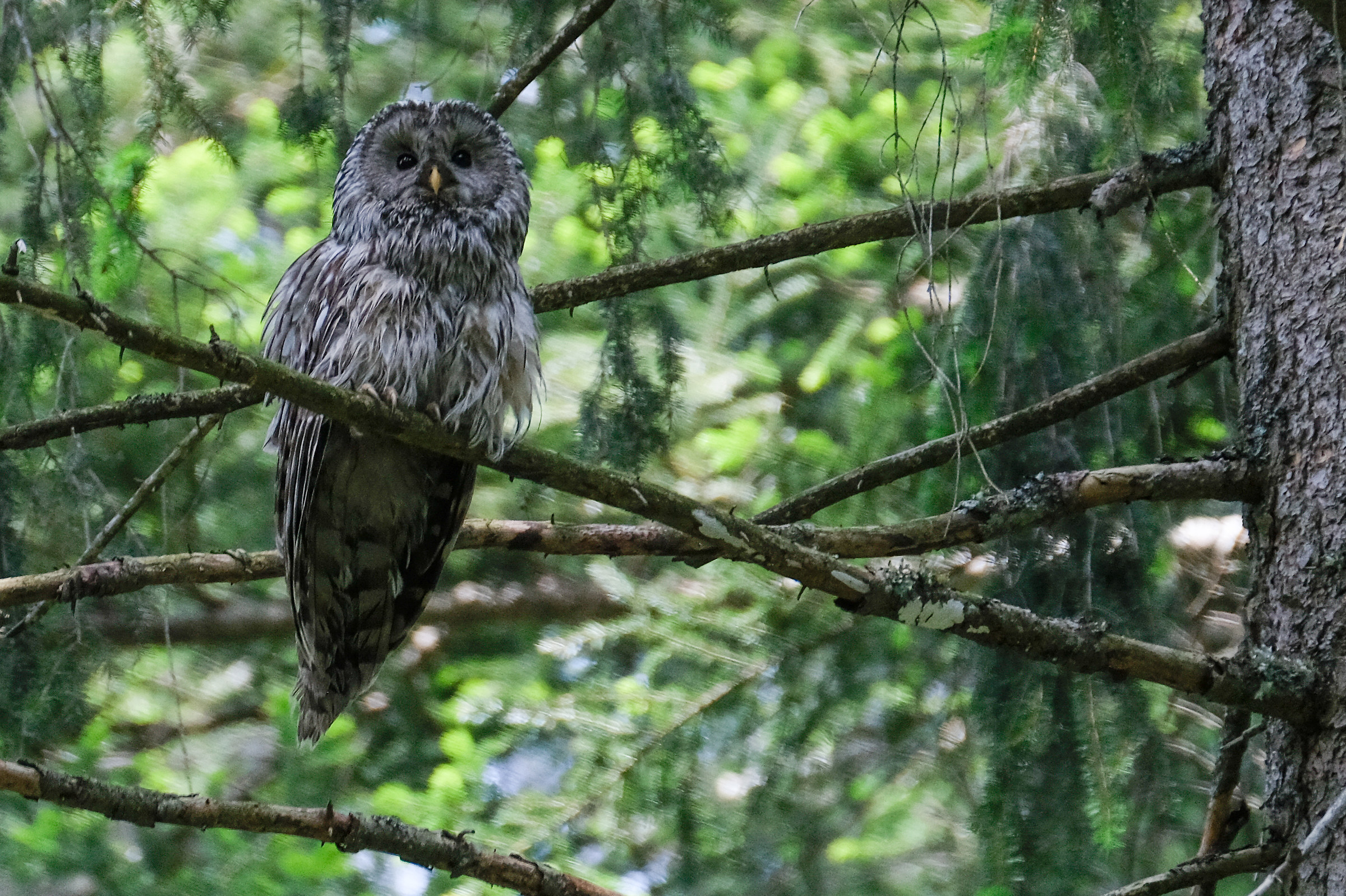 Uralic Allocation Slovenia