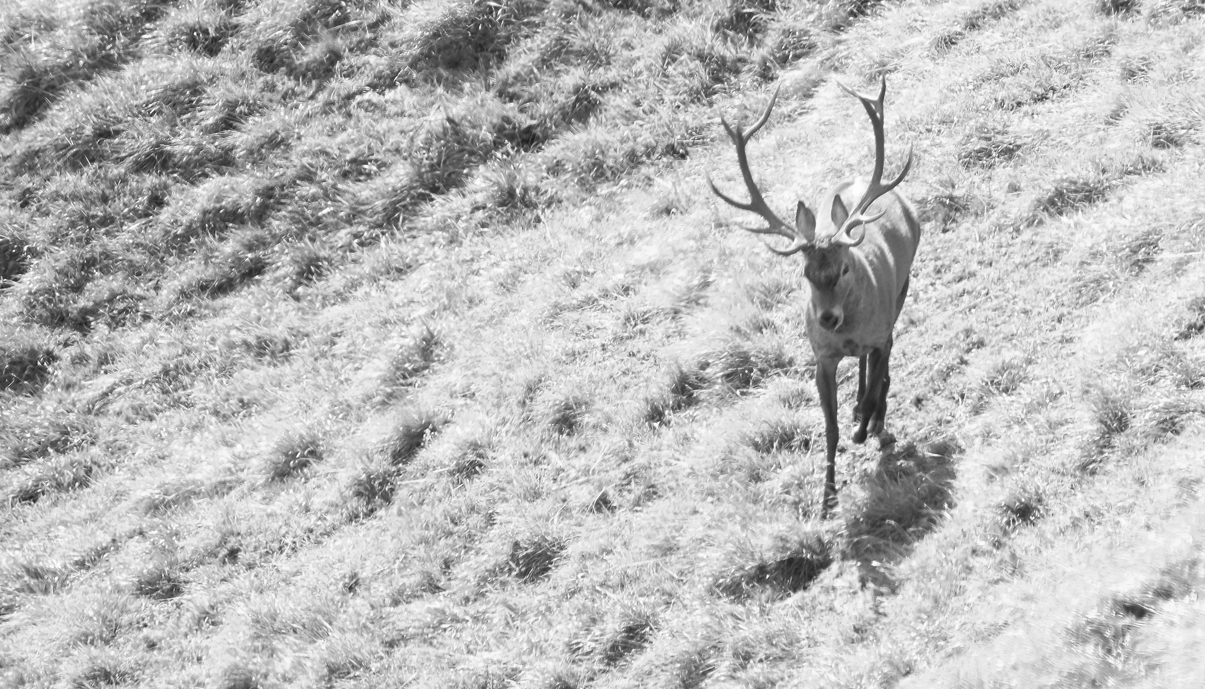 Cervo Val di Blenio Ticino