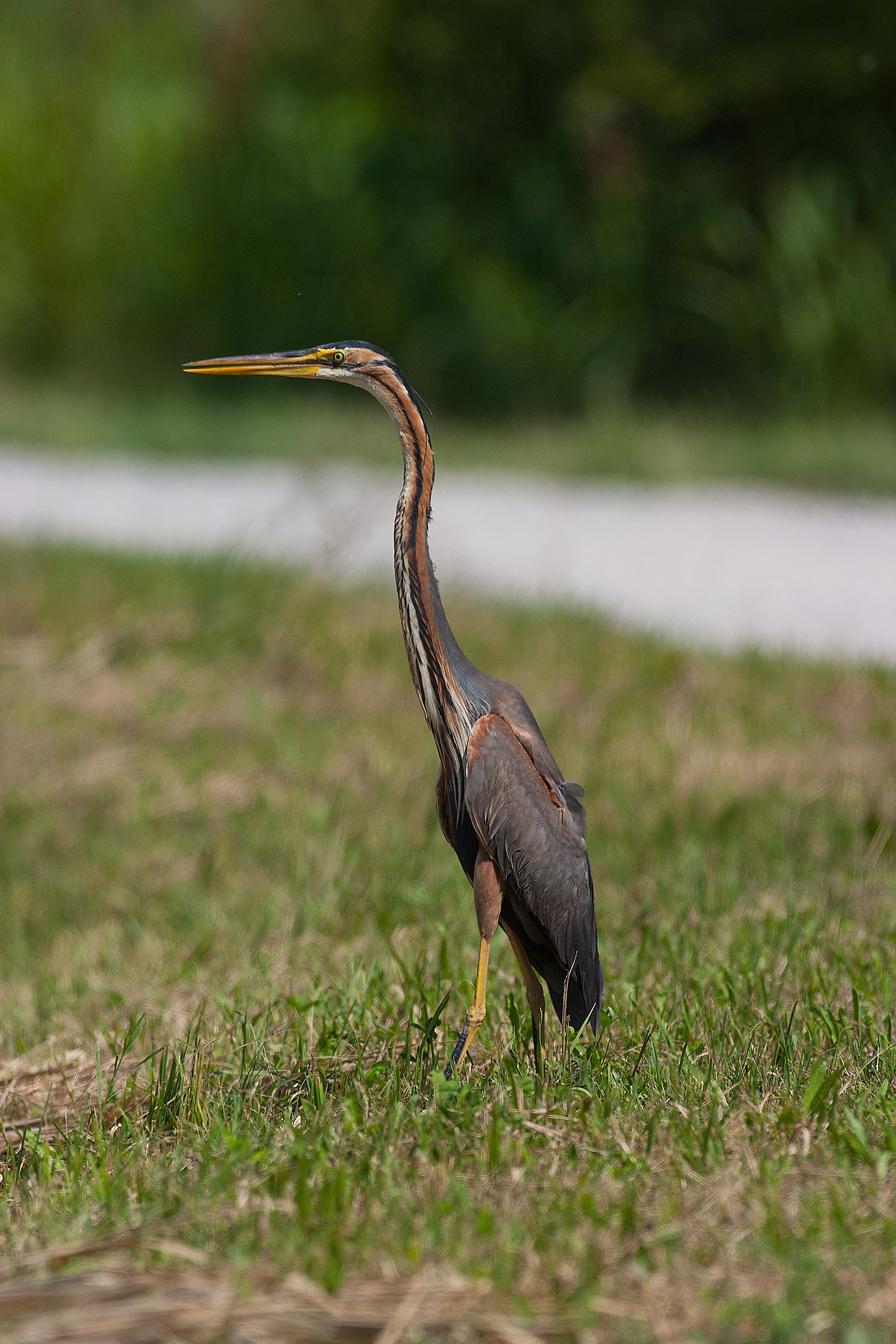 Airone Rosso in posa