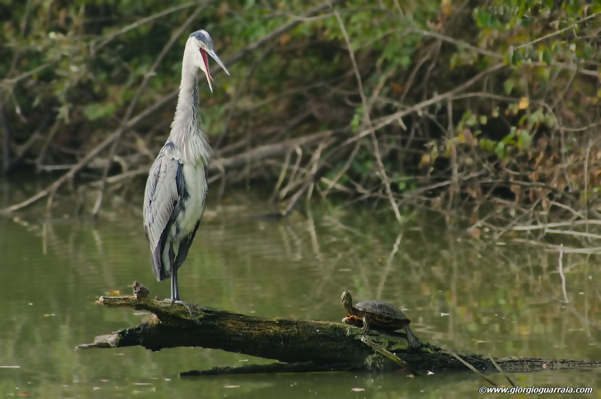 L'airone e la tartaruga