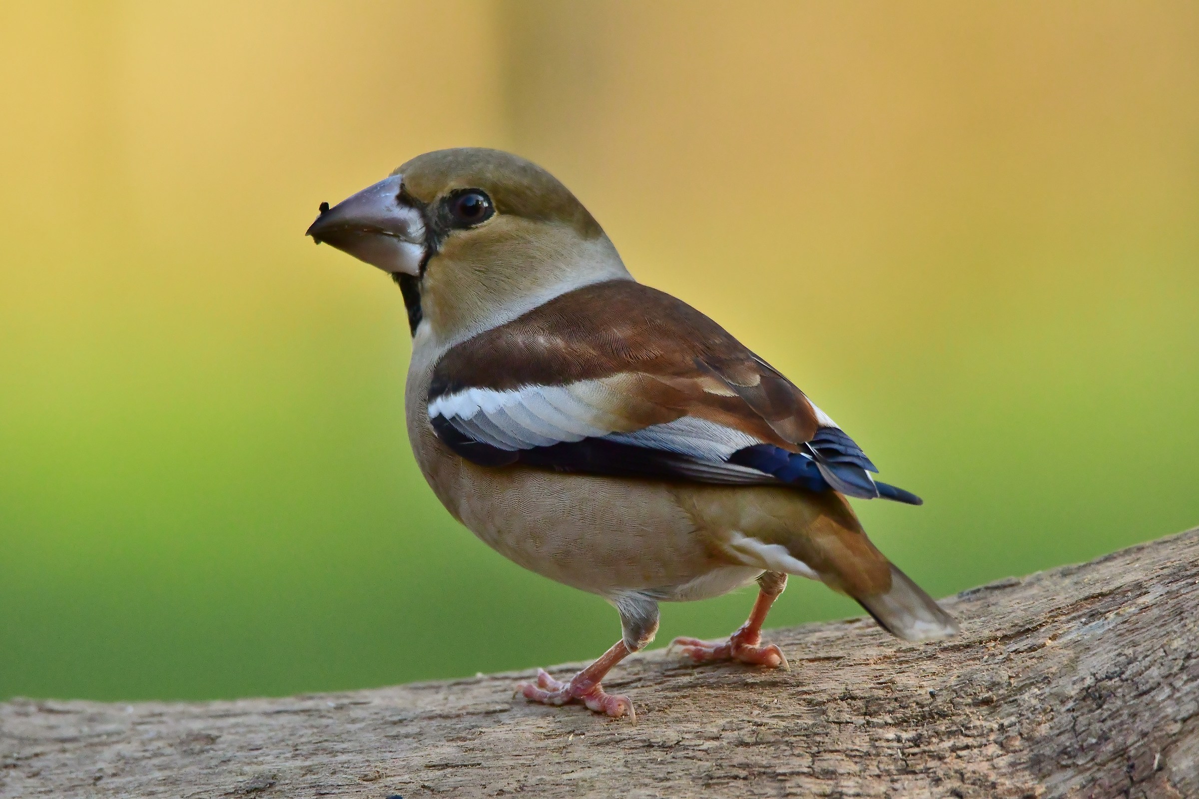 Grosbeak