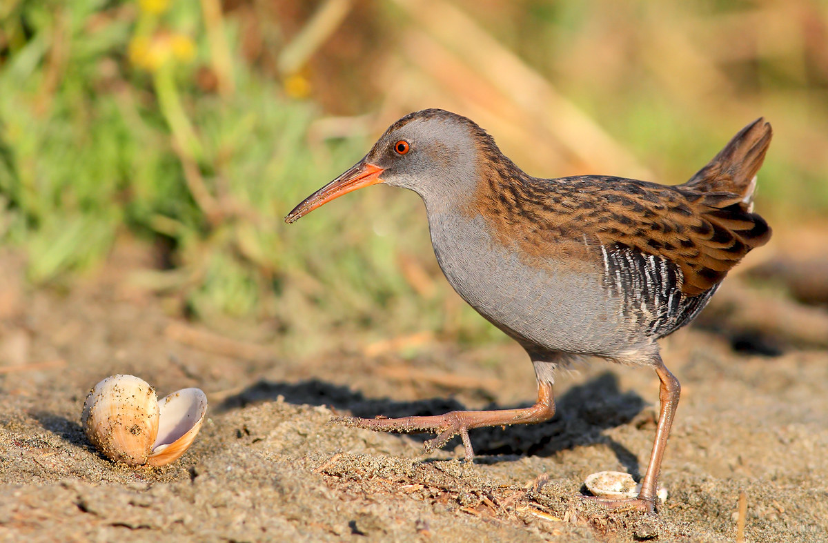 Water Rail