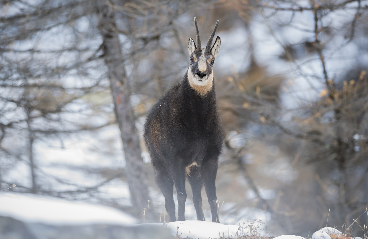 Chamois