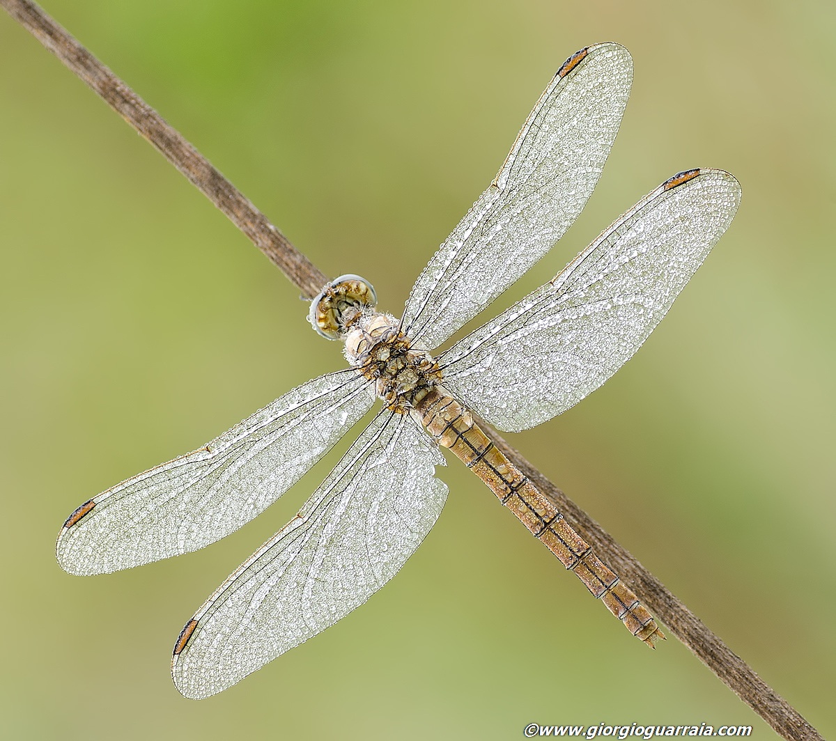 Orthetrum brunneum - femmina