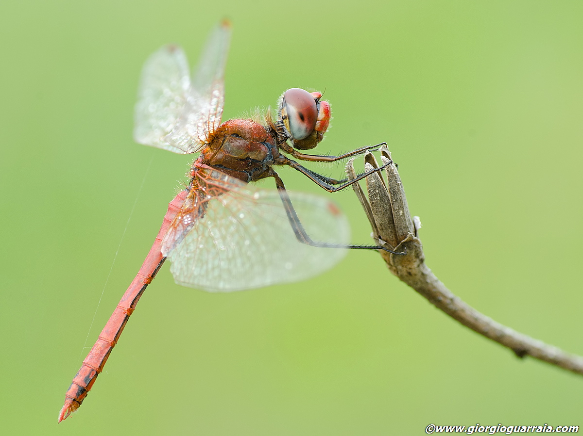 Sympetrum fonscolombii