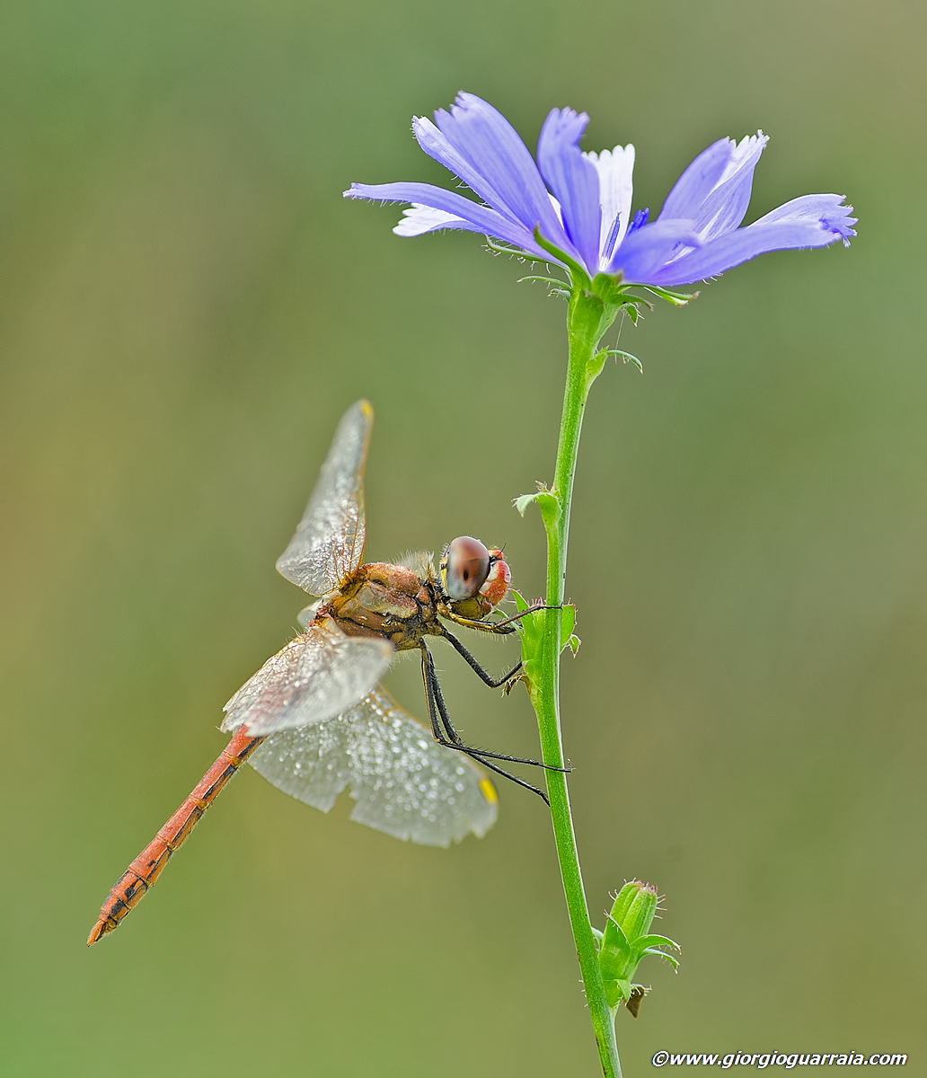 Sympetrum fonscolombii