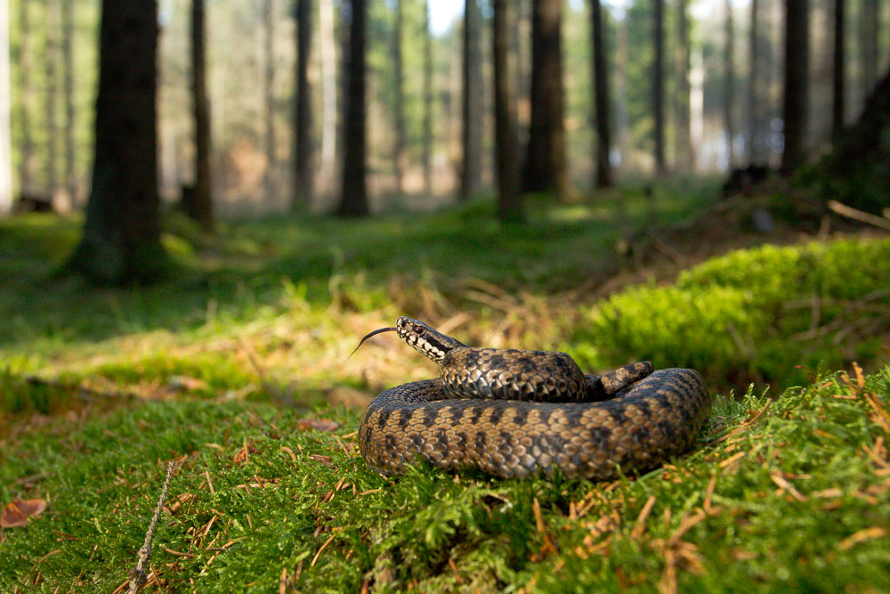 Vipera berus