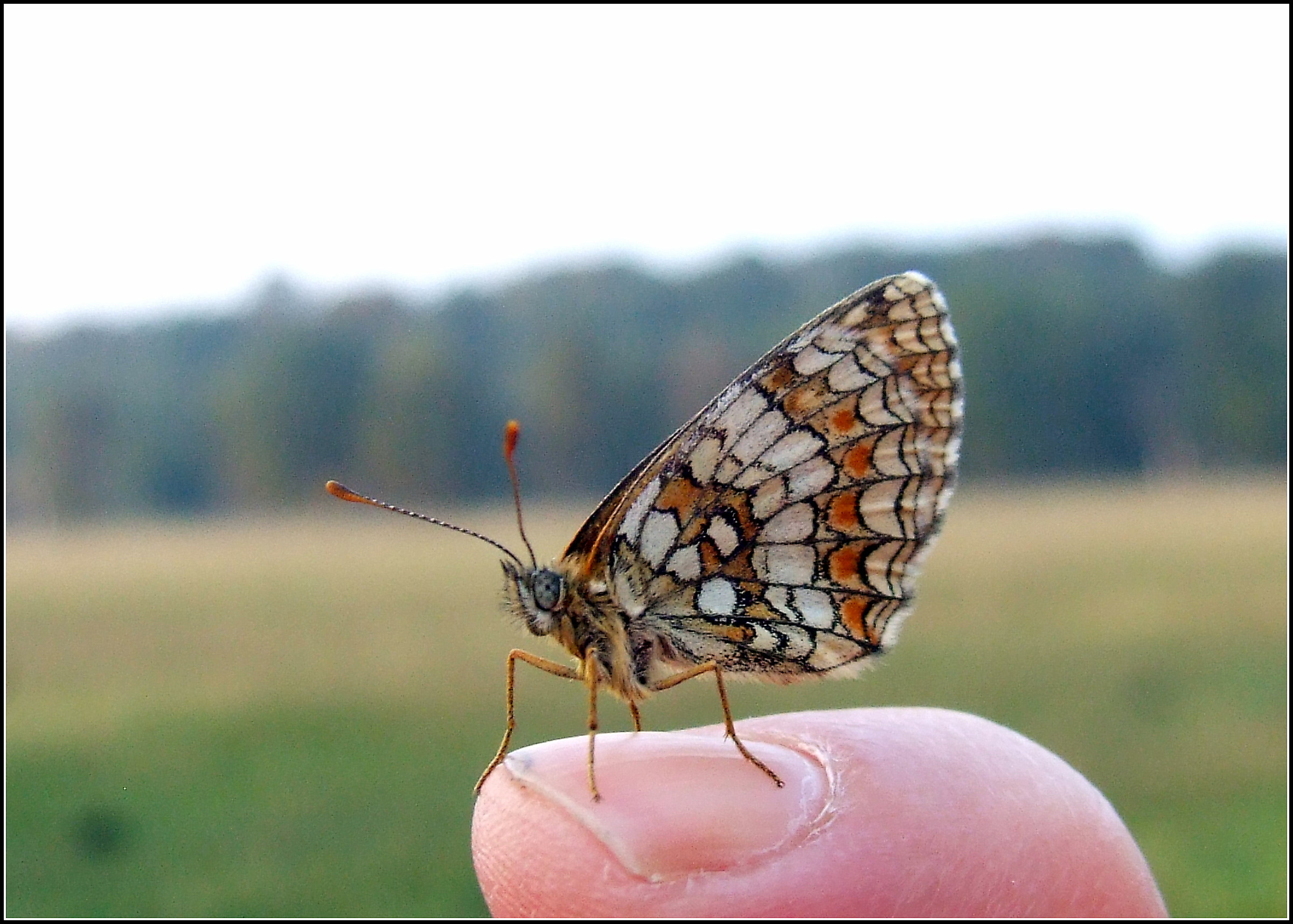 "Melitaea athalia" female