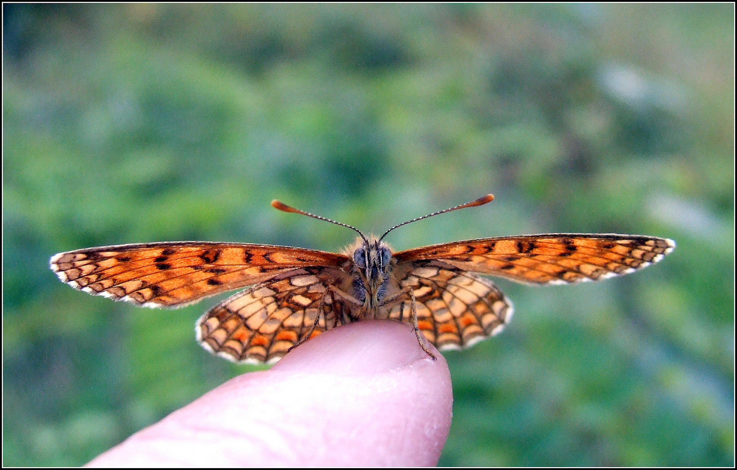 "Melitaea athalia" female ...