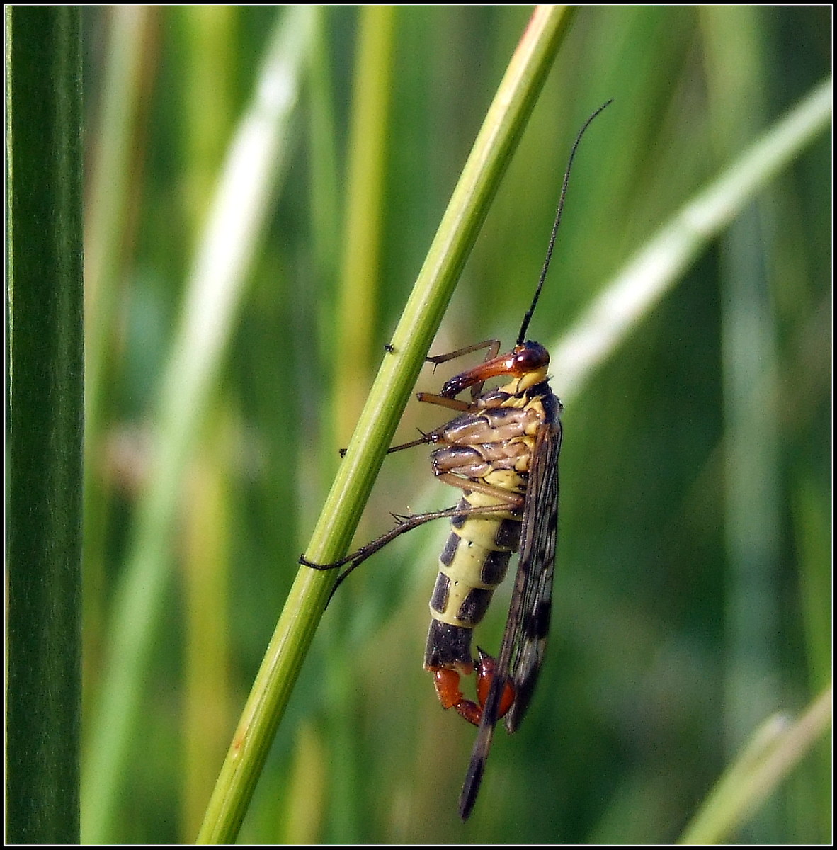 "Little brother's sister" male ...