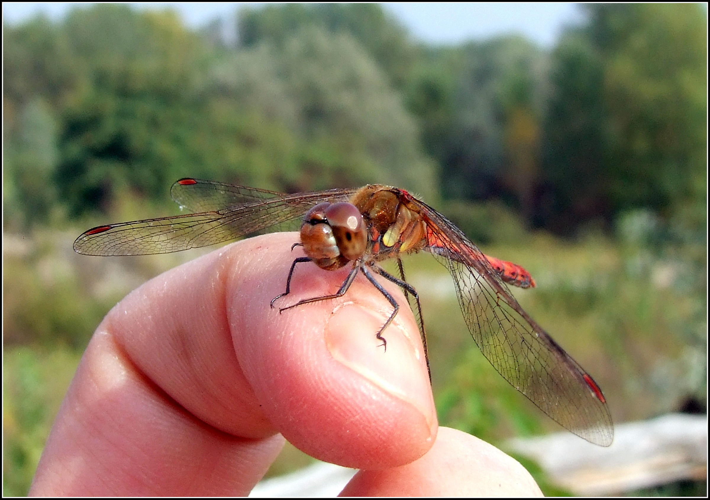 "Sympetrum striolatum" male ...