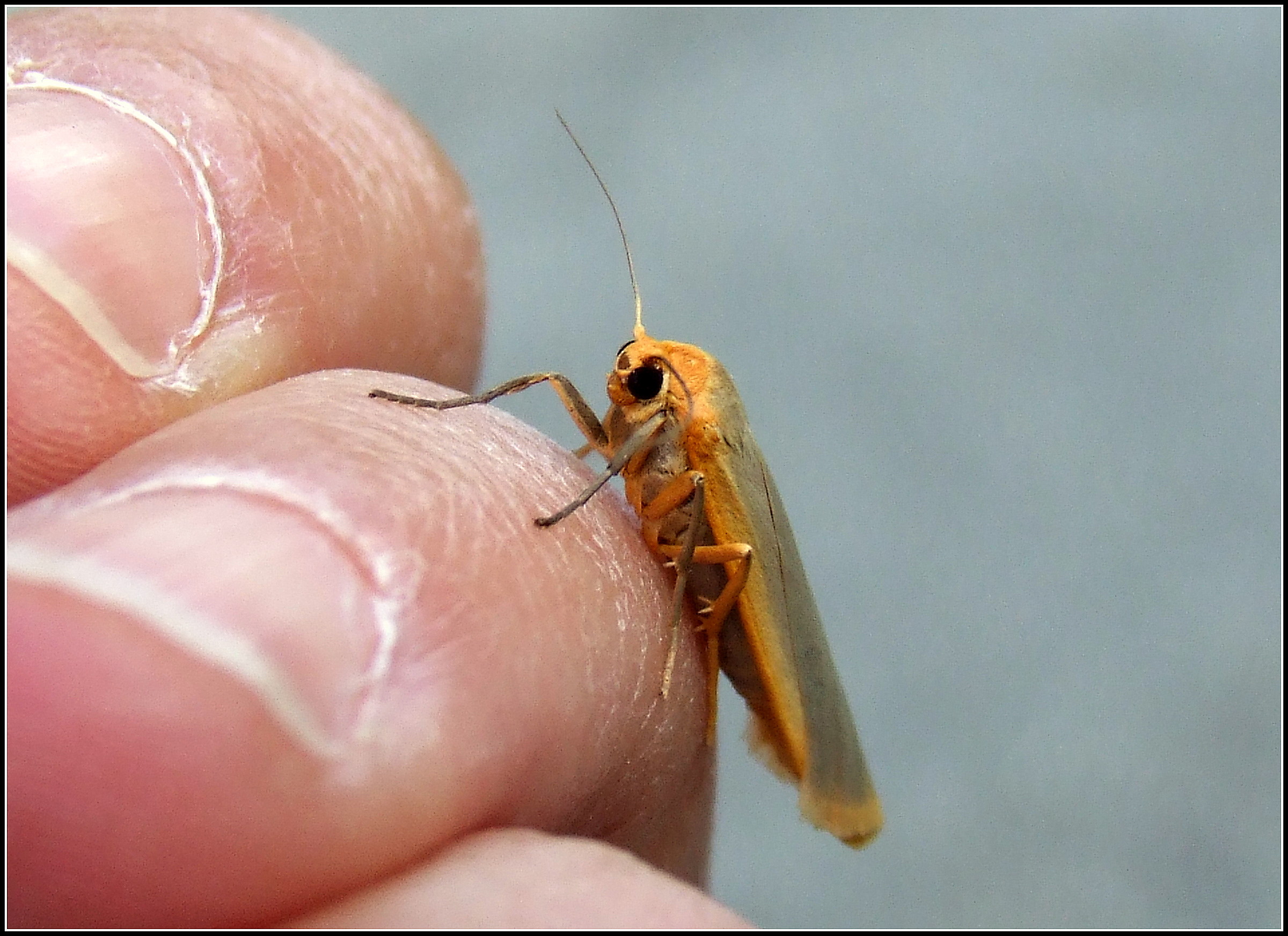 "Eilema caniola" ...