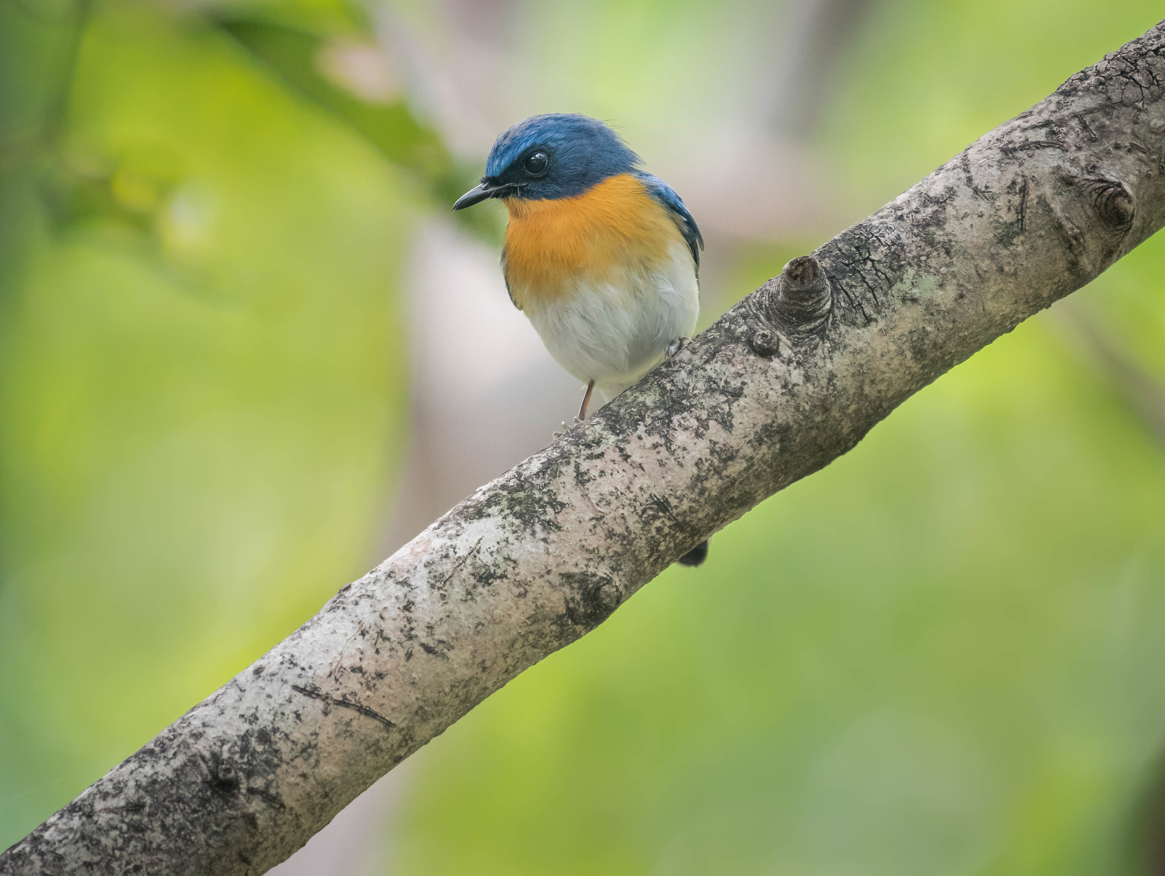 Tickell's Blue Flycatcher
