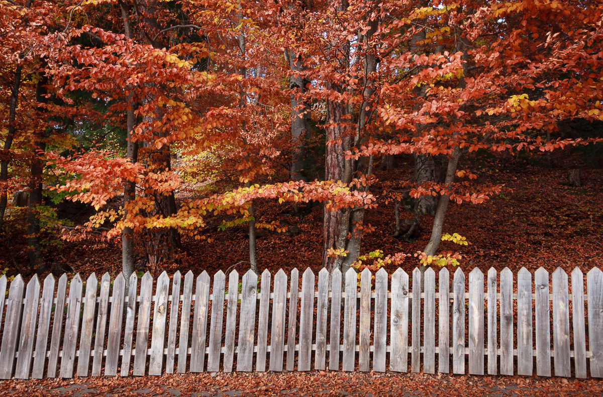Renon ... fall fence