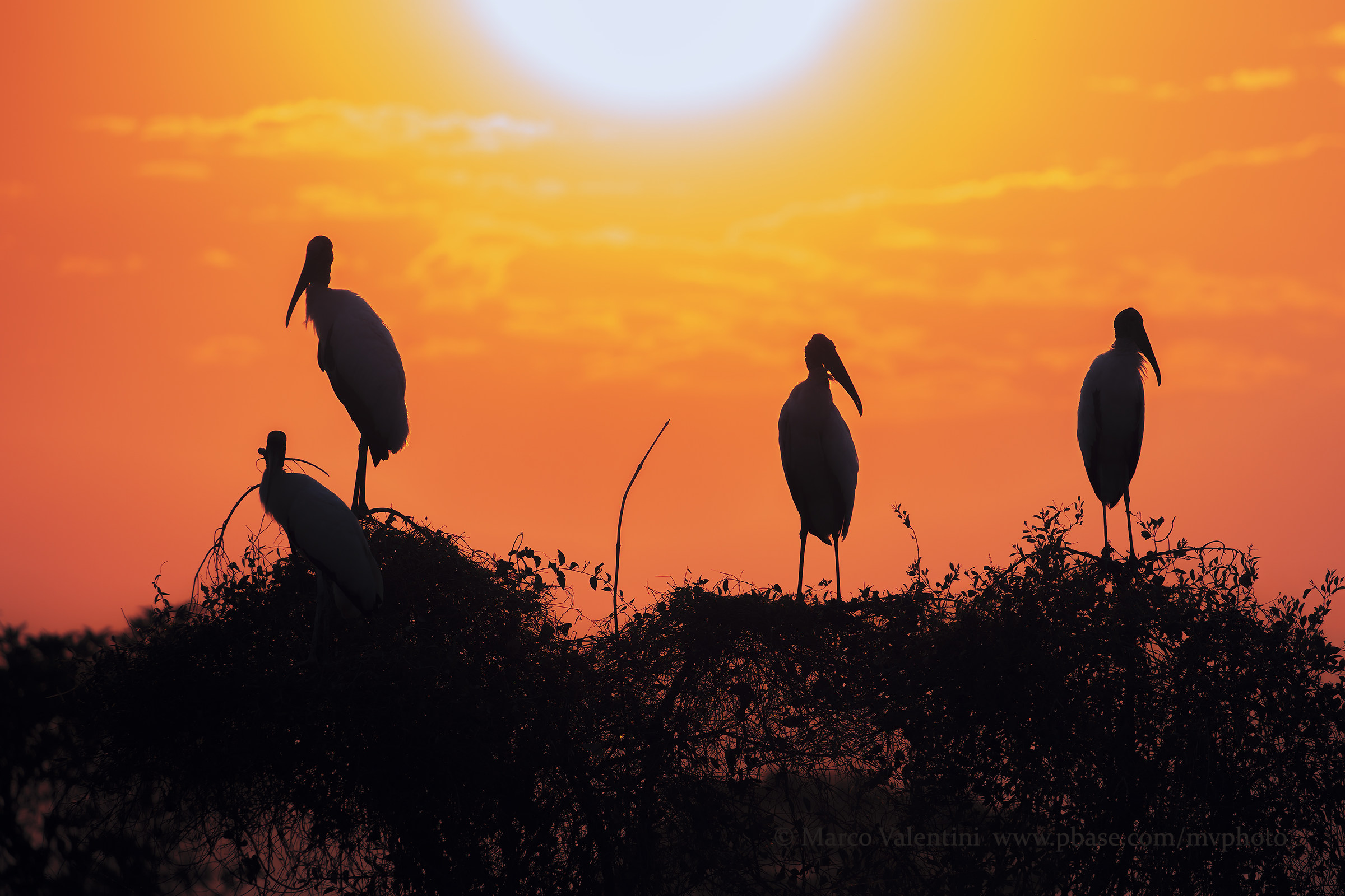 Dawn - Cicogne americane