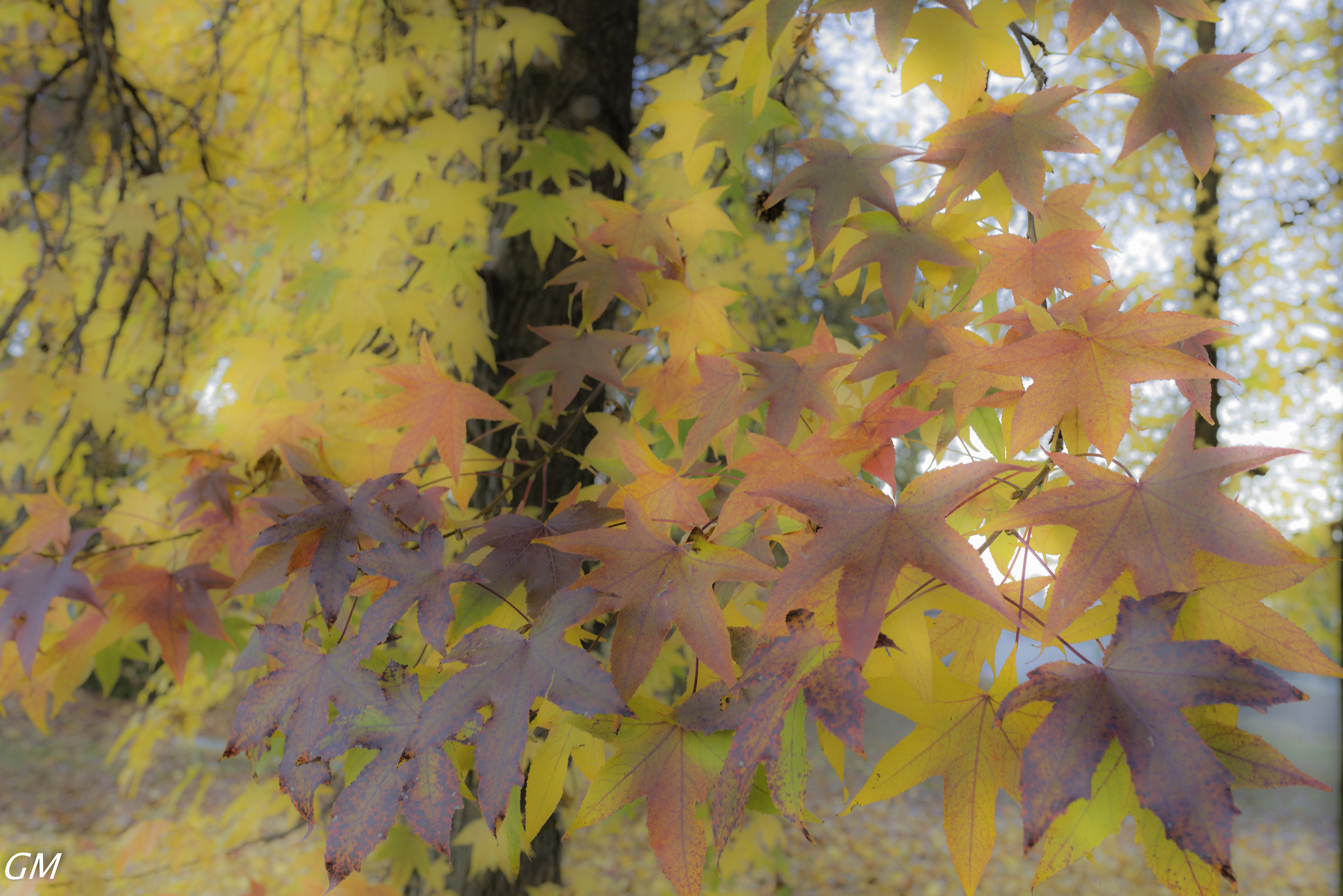 Autumn colors - orton effect