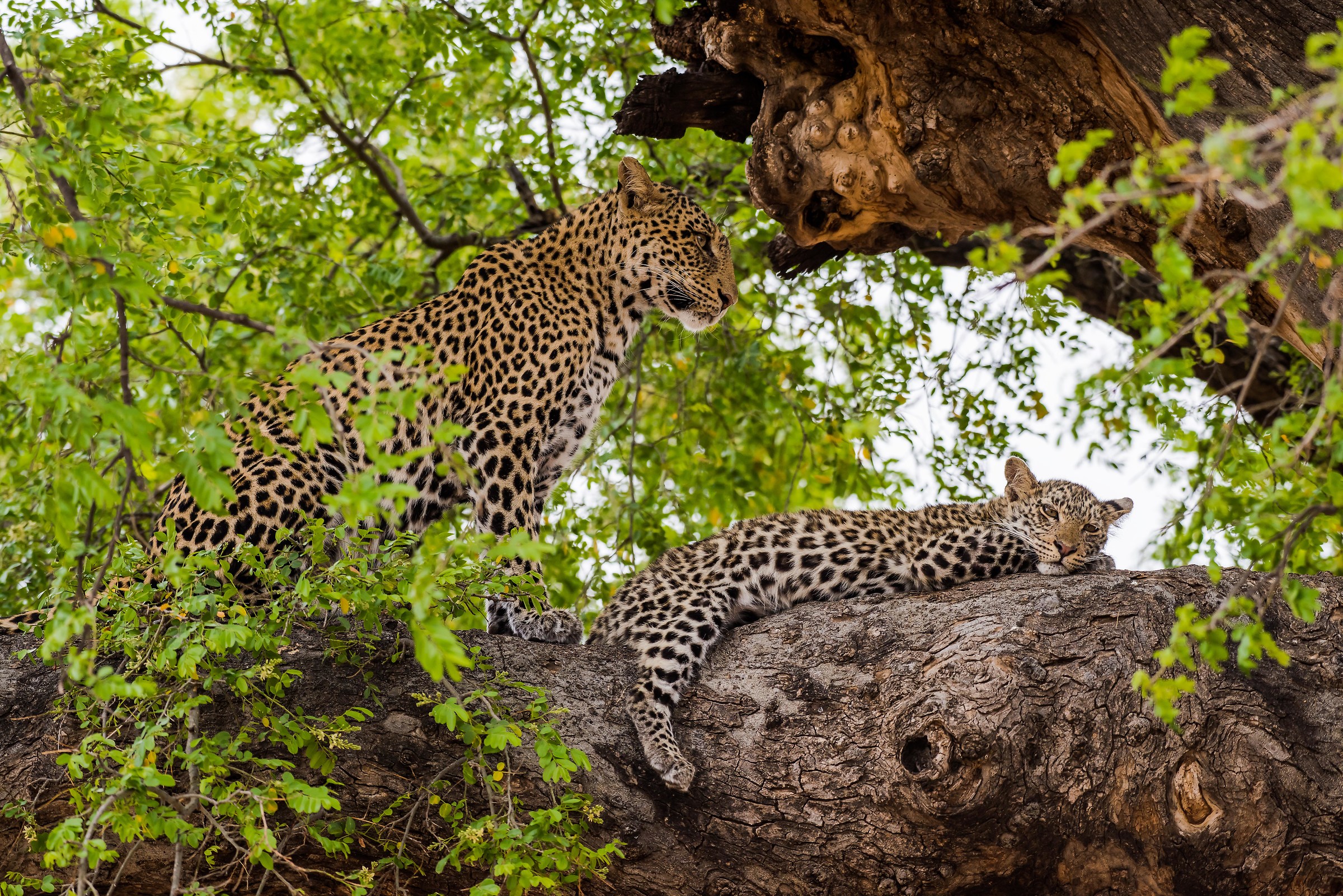 Sotto la protezione della mamma
