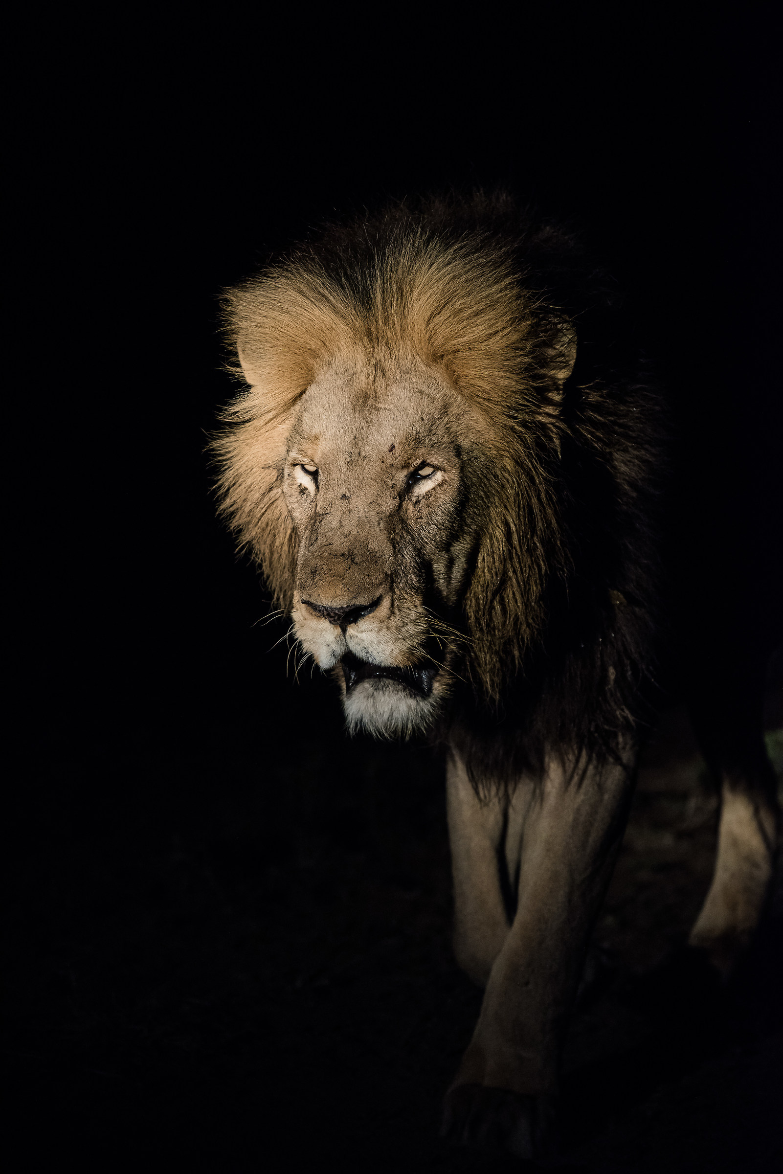 The King in the Night