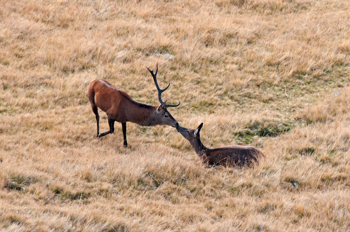 Il bacio dell'unicorno