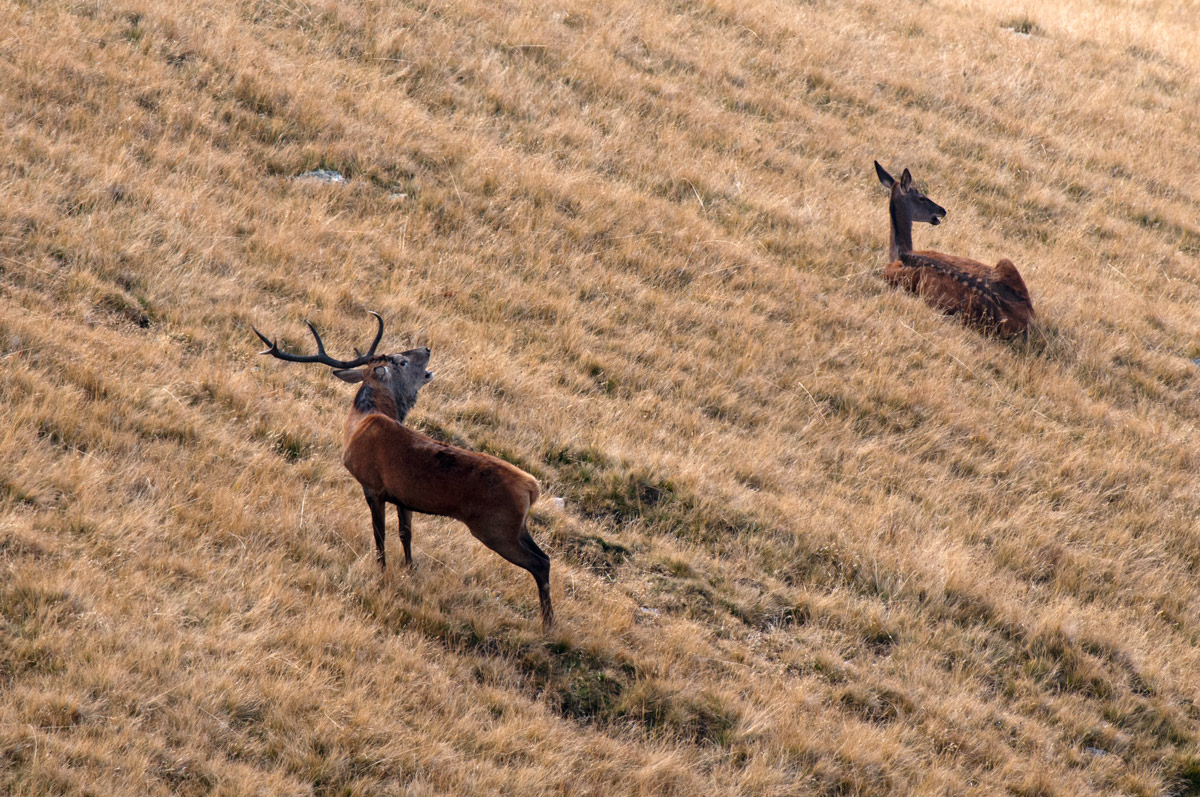 Il bramito dell'unicorno