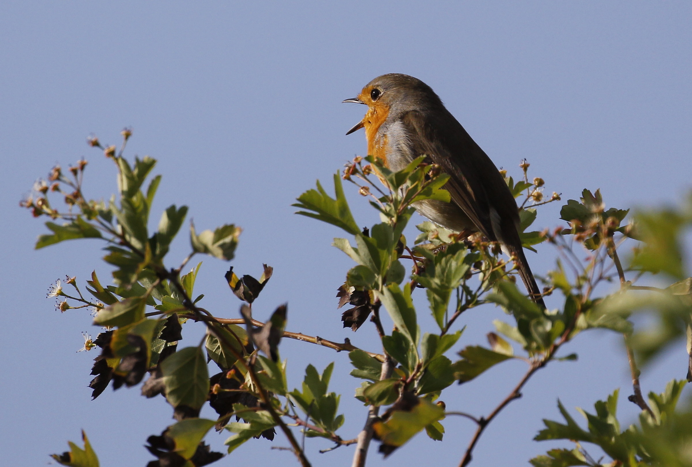Pettirosso canterino