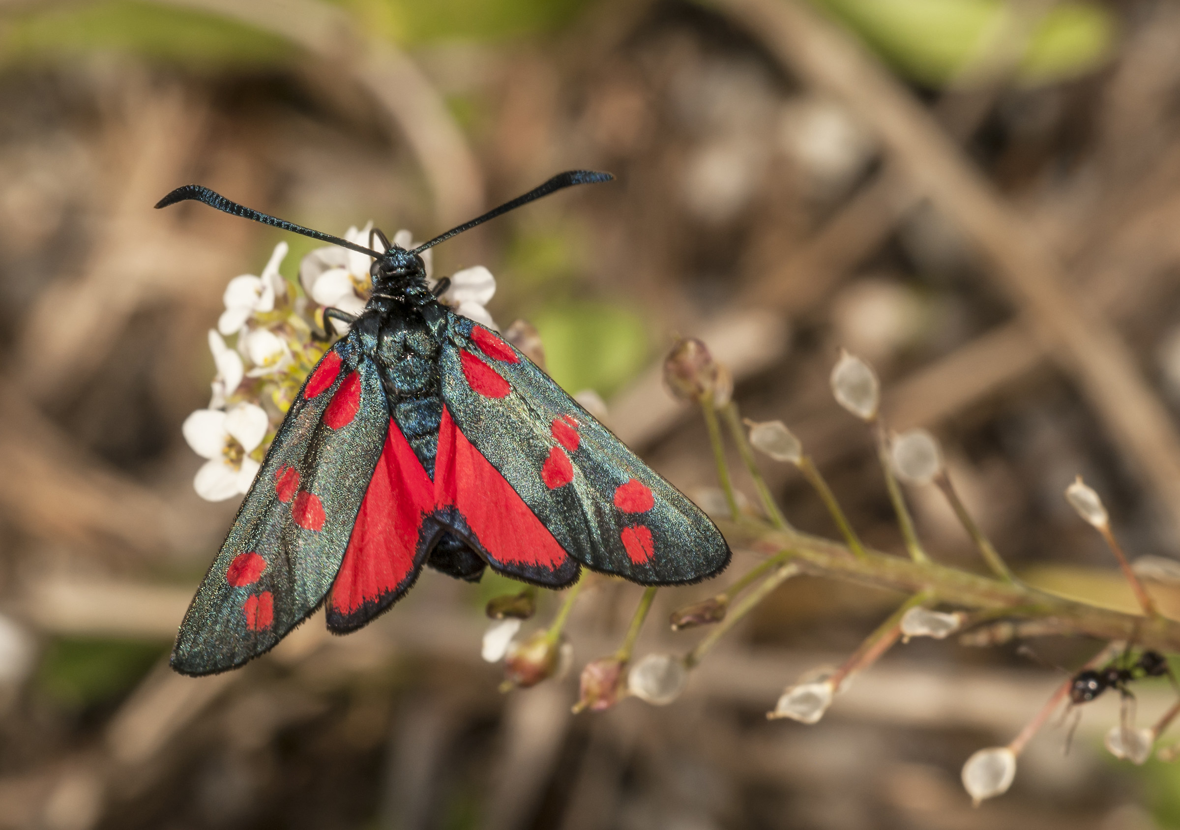 Zygaena ephialtes