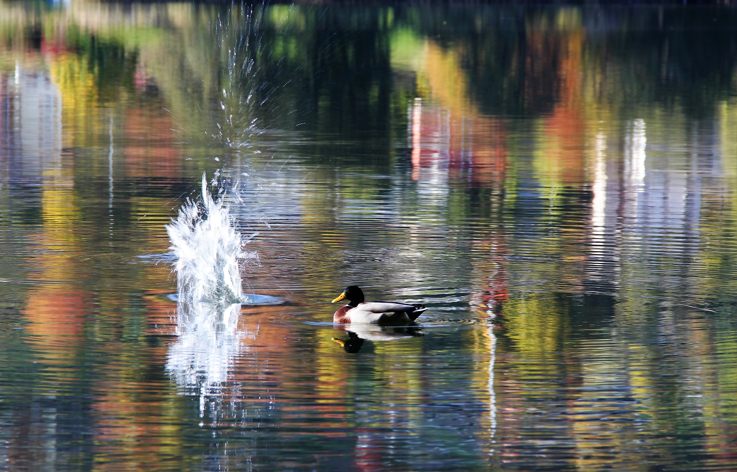 Un tuffo tra i colori