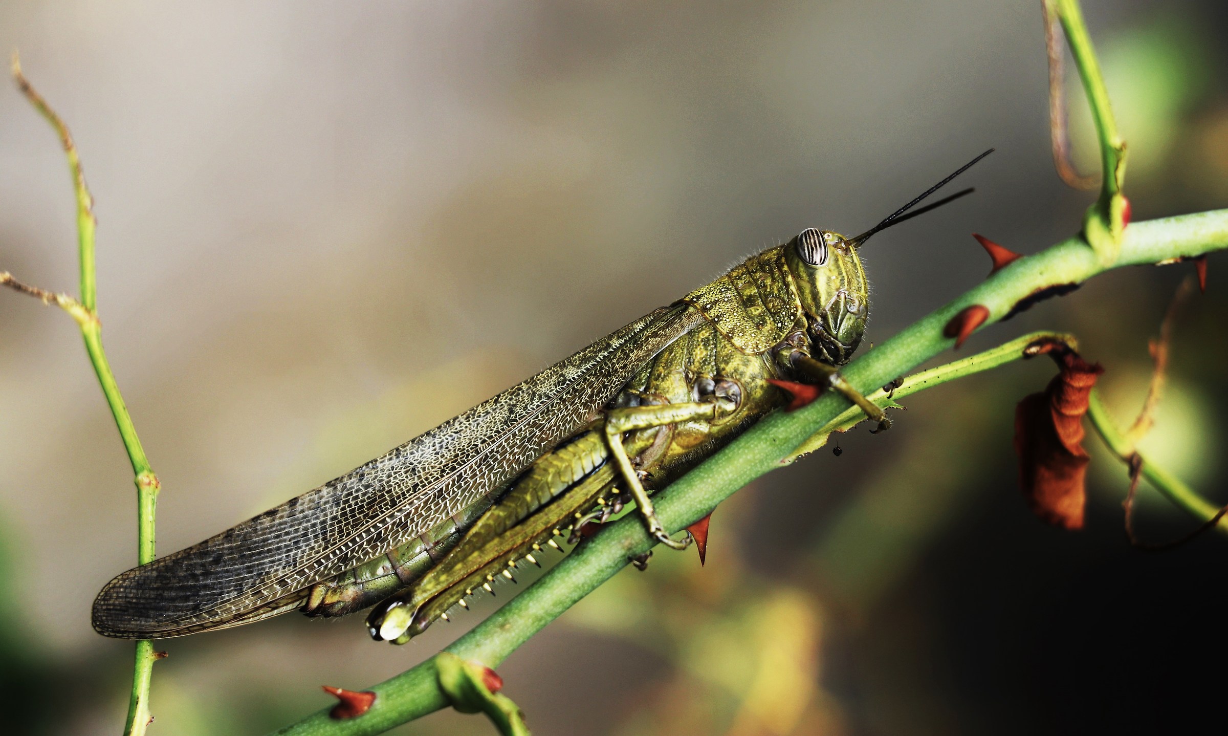 Locust Anacridium aegyptium