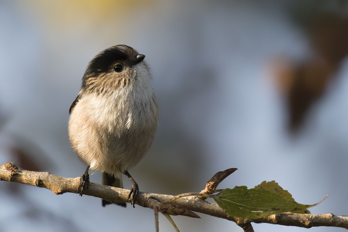 Long-tailed Tit