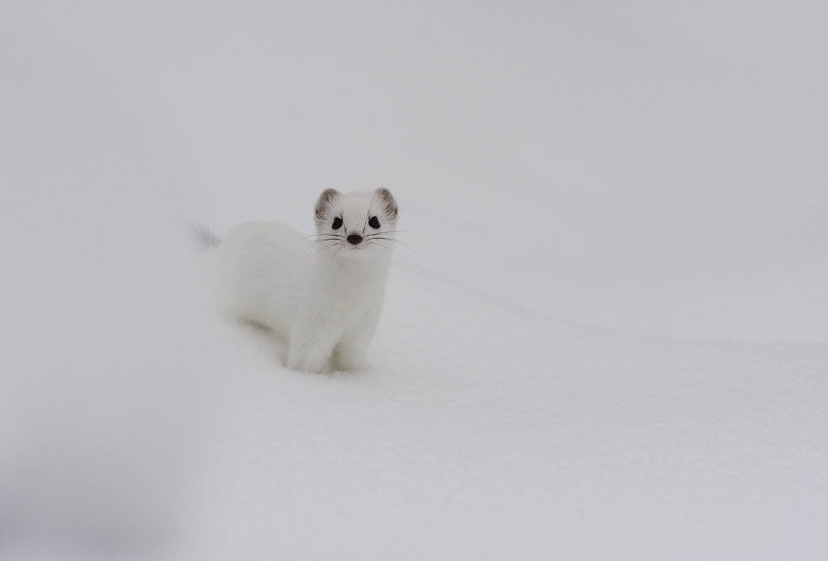 "White" in white ...