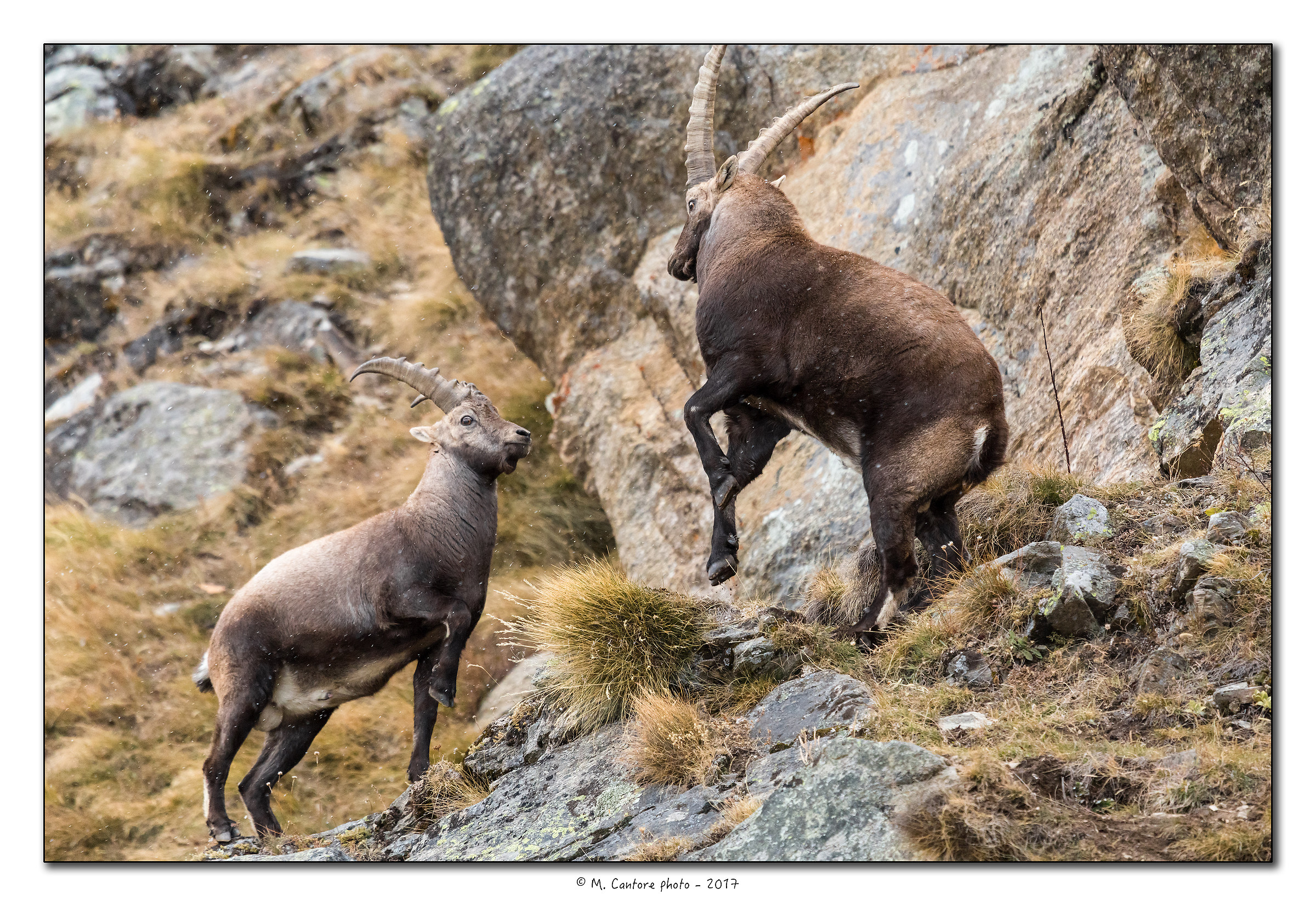 And go head-to-head ...