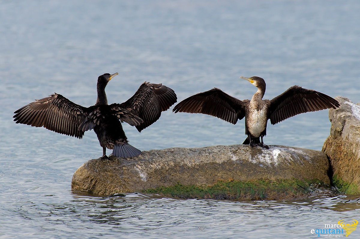 Cormorants