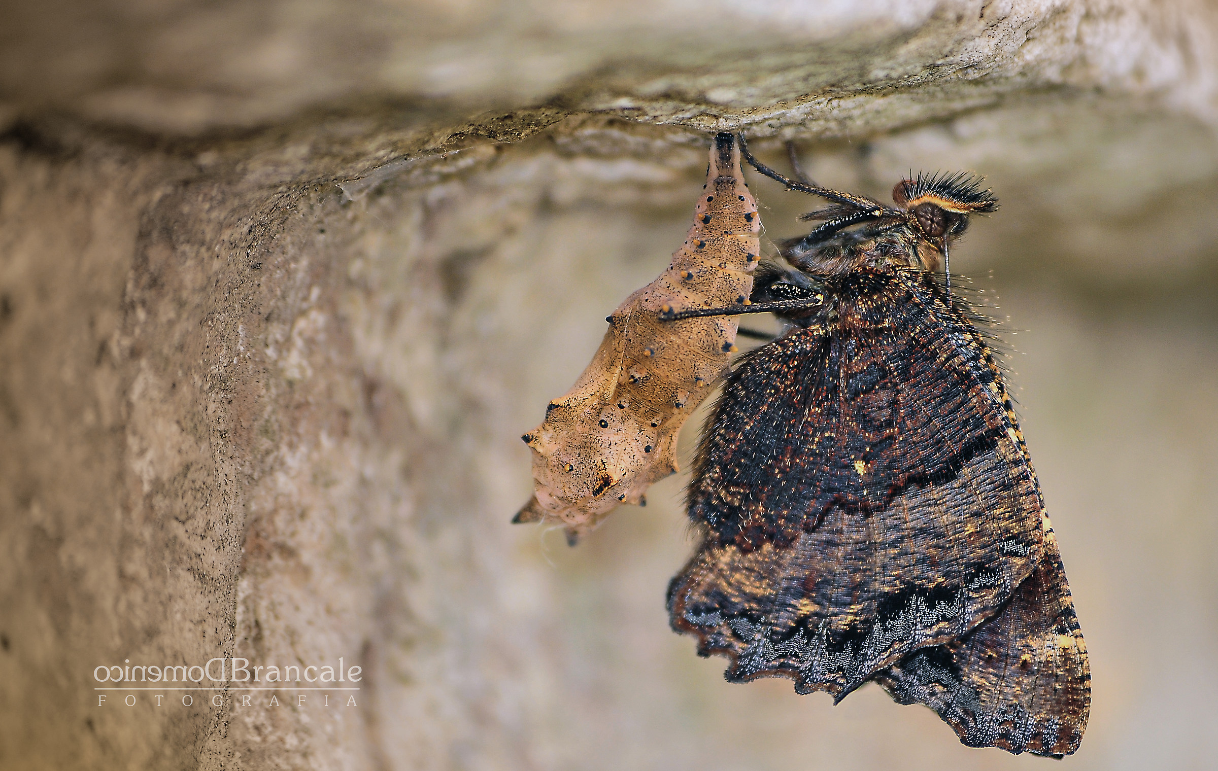 Beginning a new life