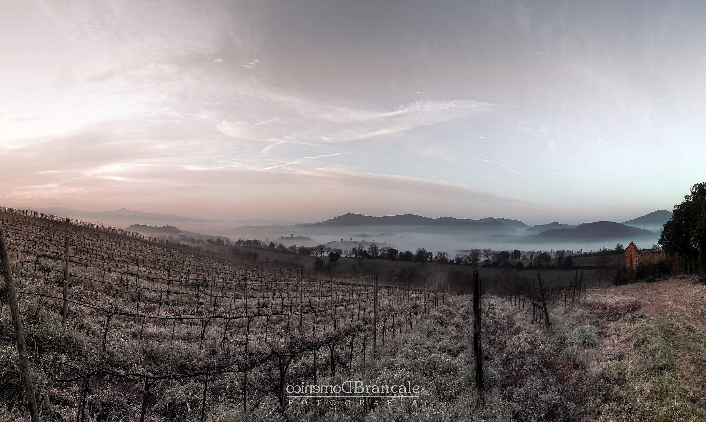 Bred on the vineyard at the dawn of the dawn