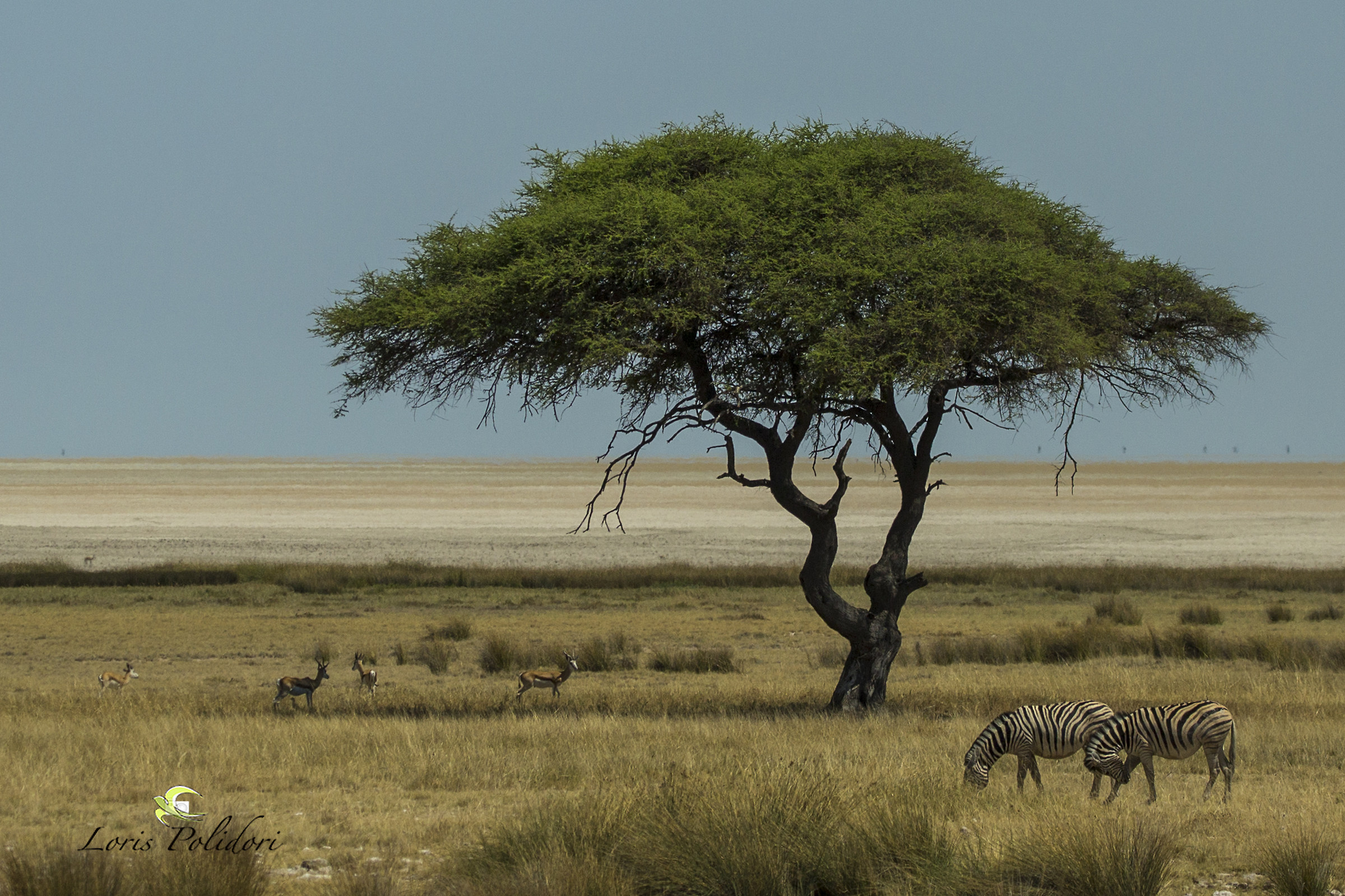 La savana in Namibia