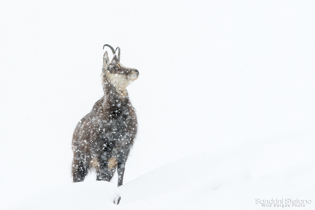 Have you ever seen the snow?