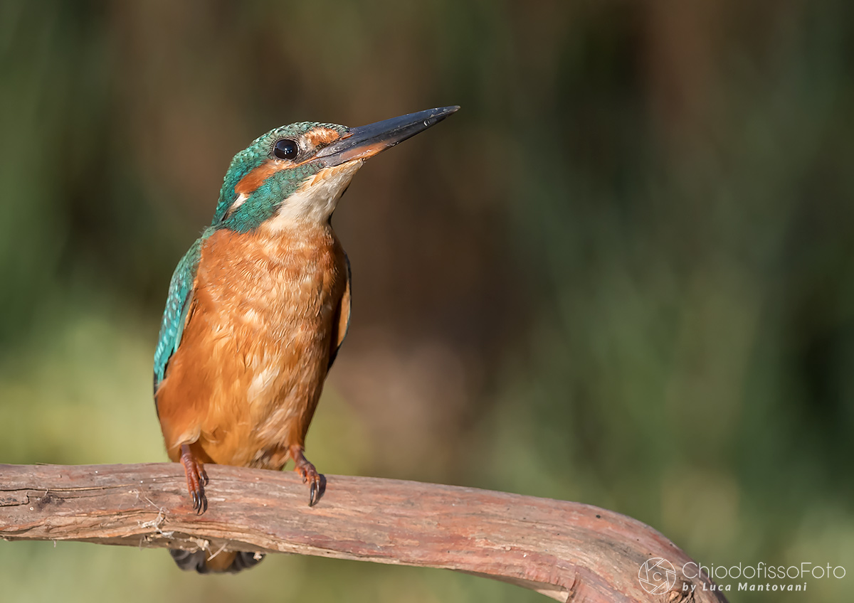 Martino di fine Agosto