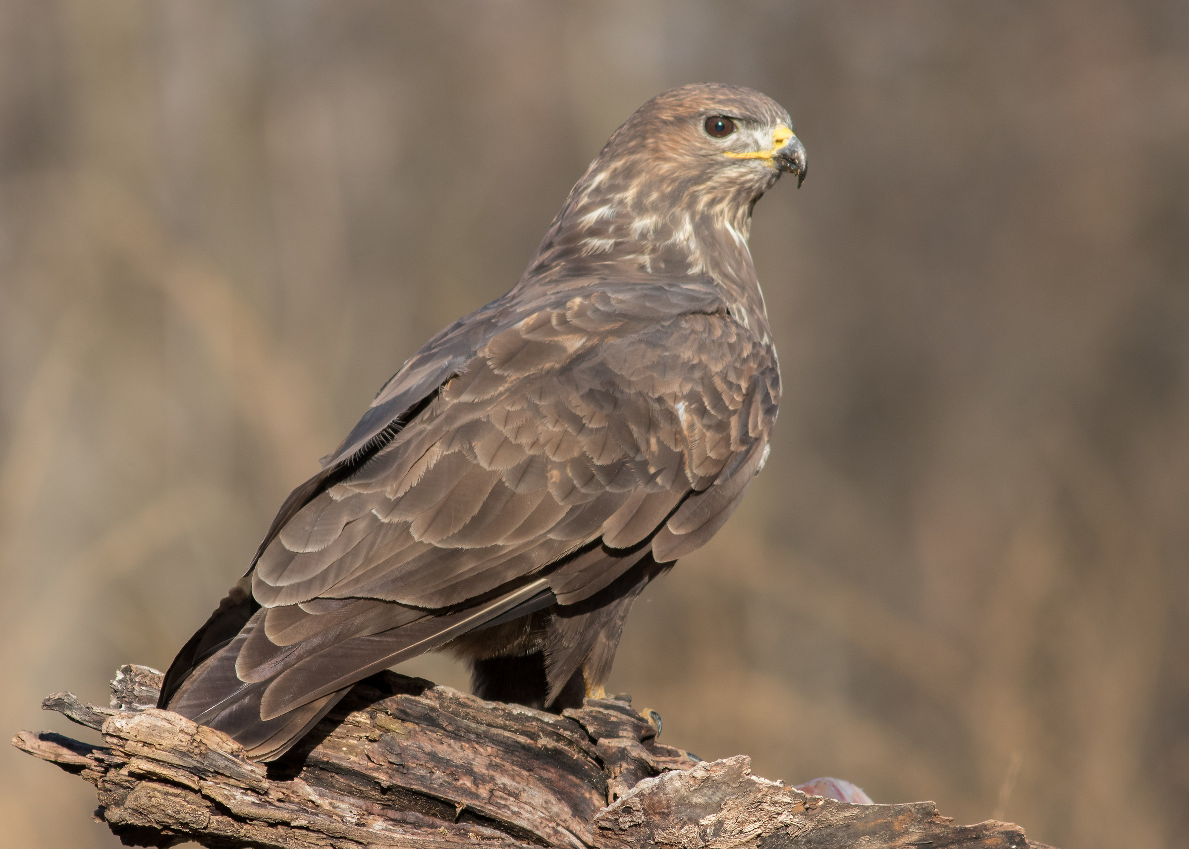 Buzzard