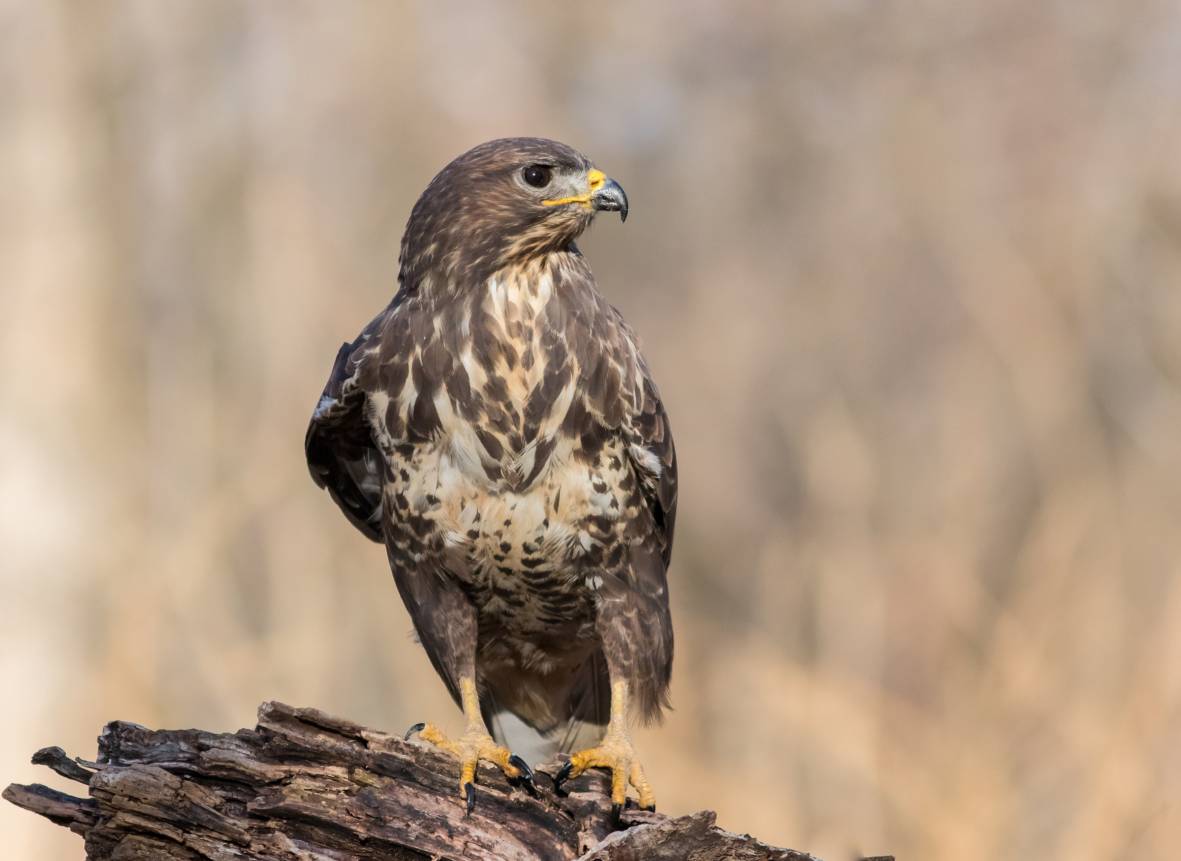 Buzzard