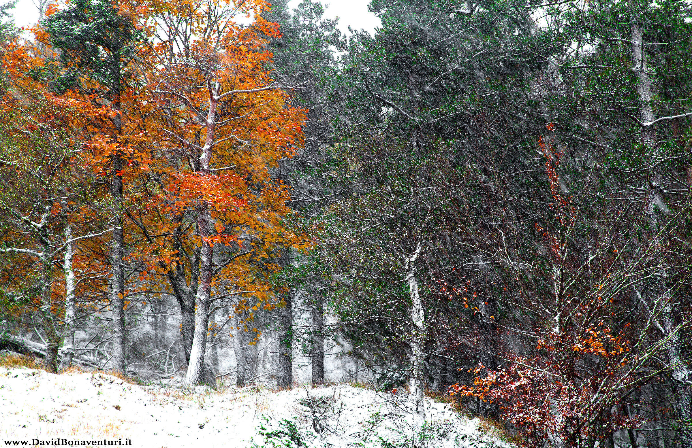 Autumn snow