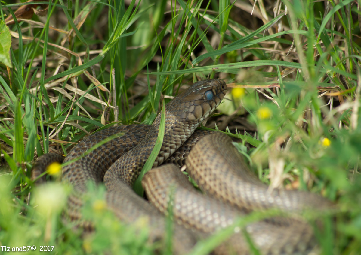 Philodryas patagoniensis