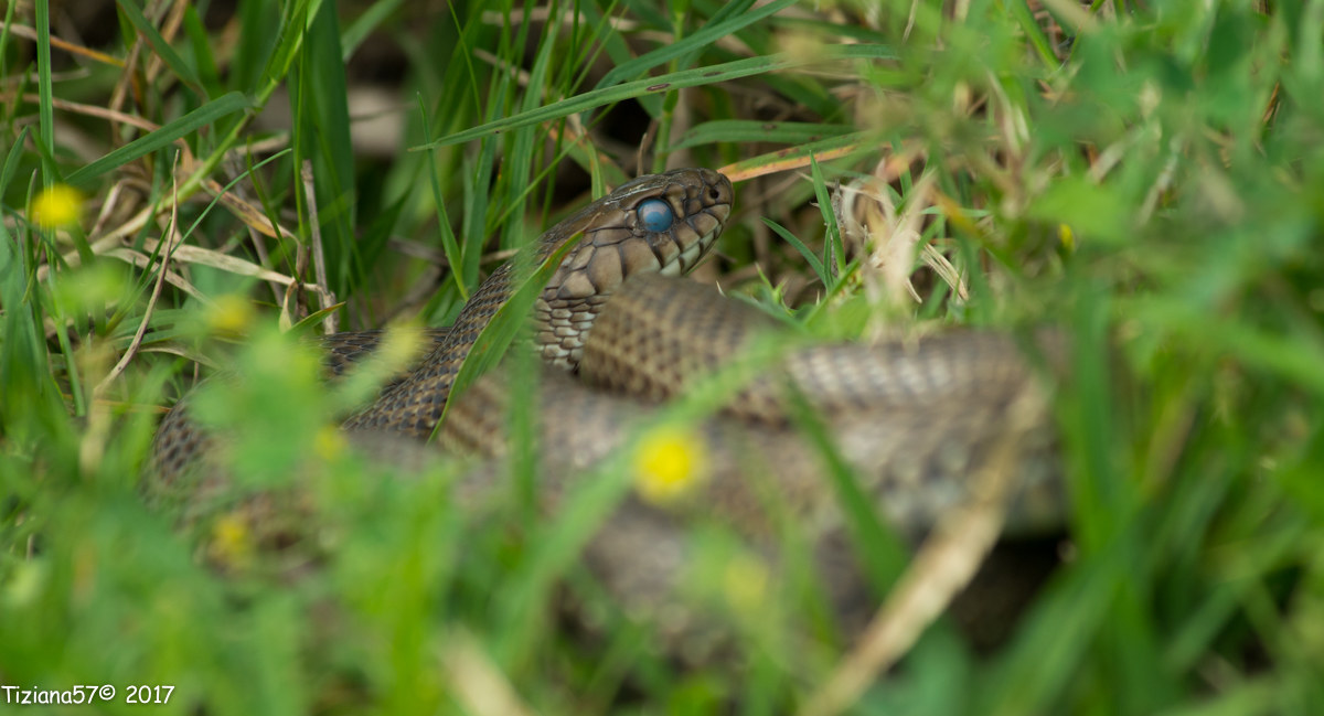 Philodryas patagoniensis