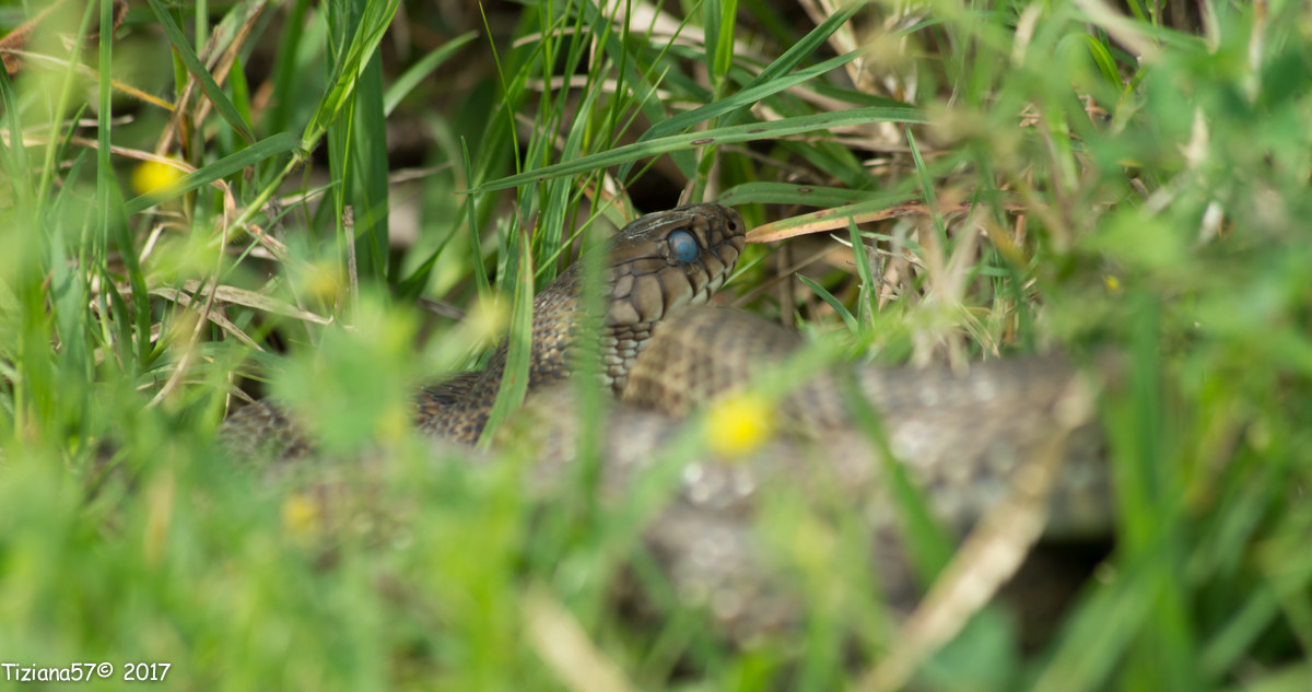 Philodryas patagoniensis